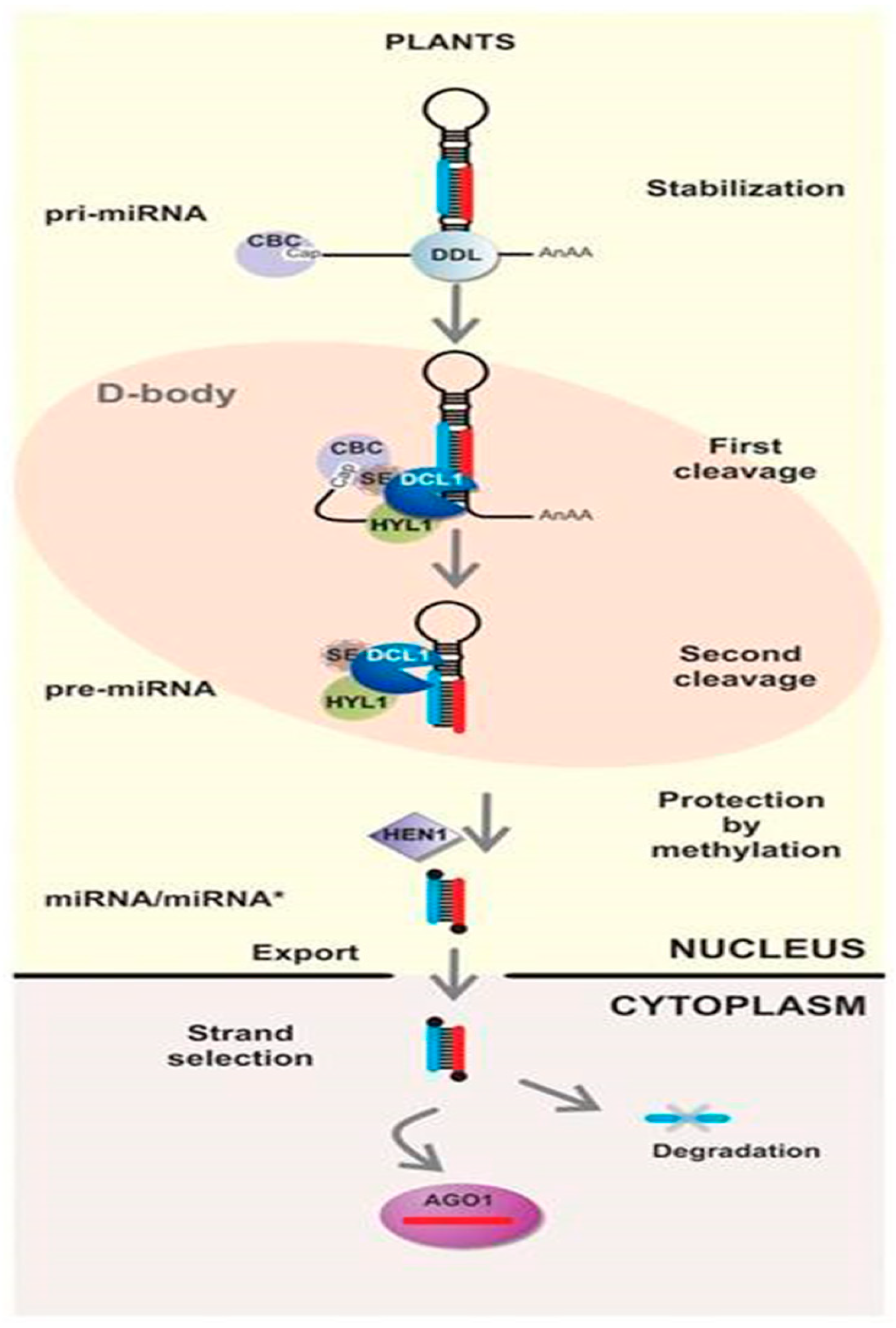 Plants 14 01250 g001