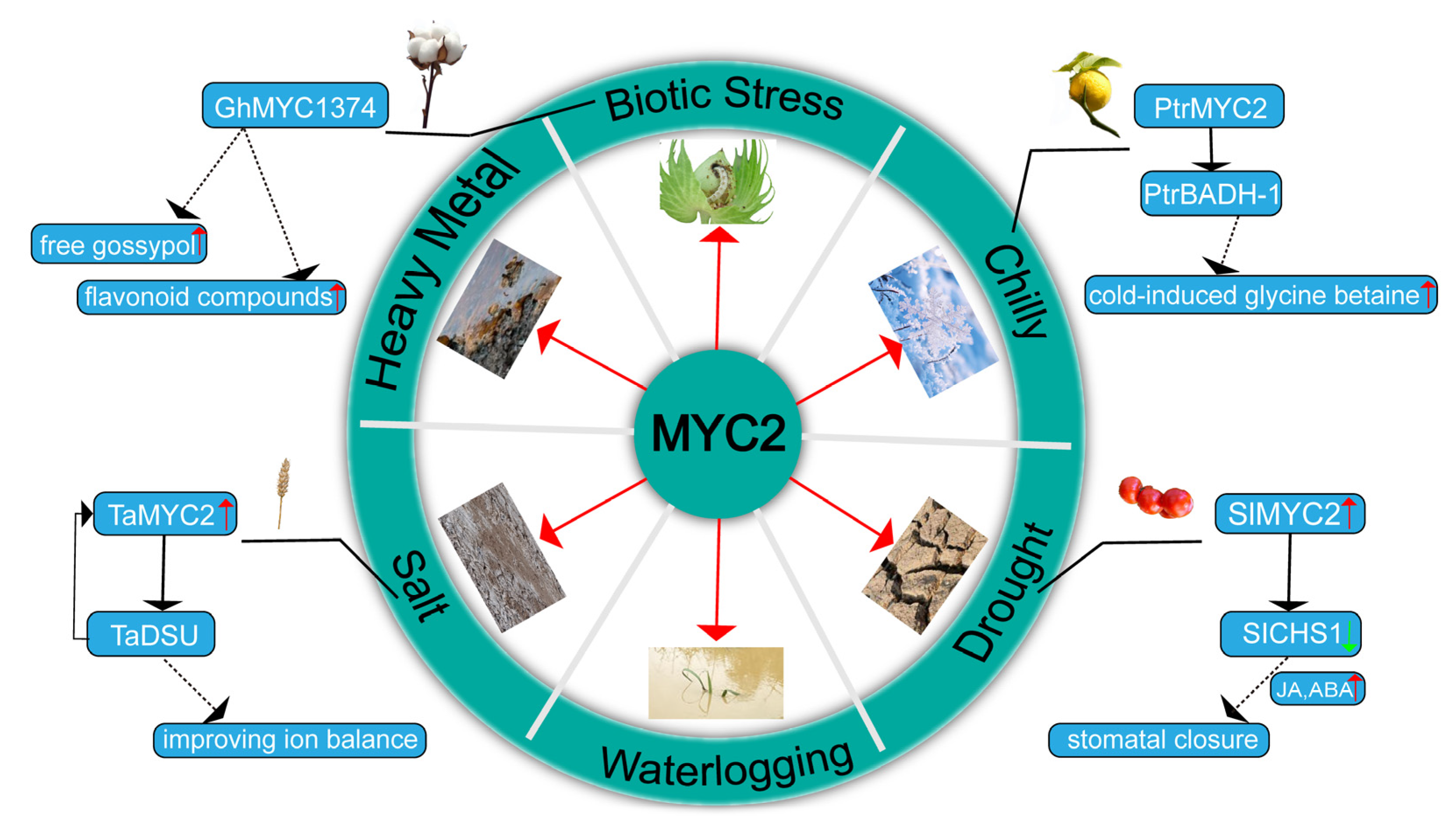 Plants 14 01255 g003