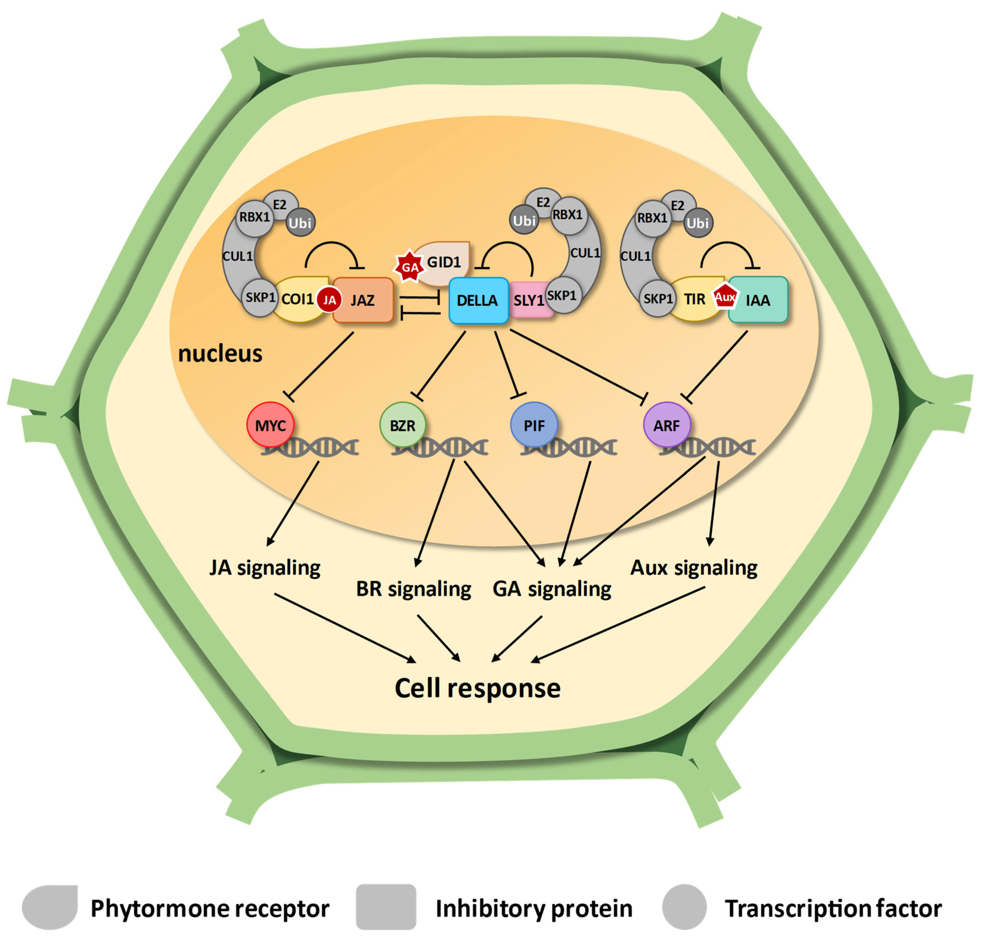 Plants 14 01256 g001