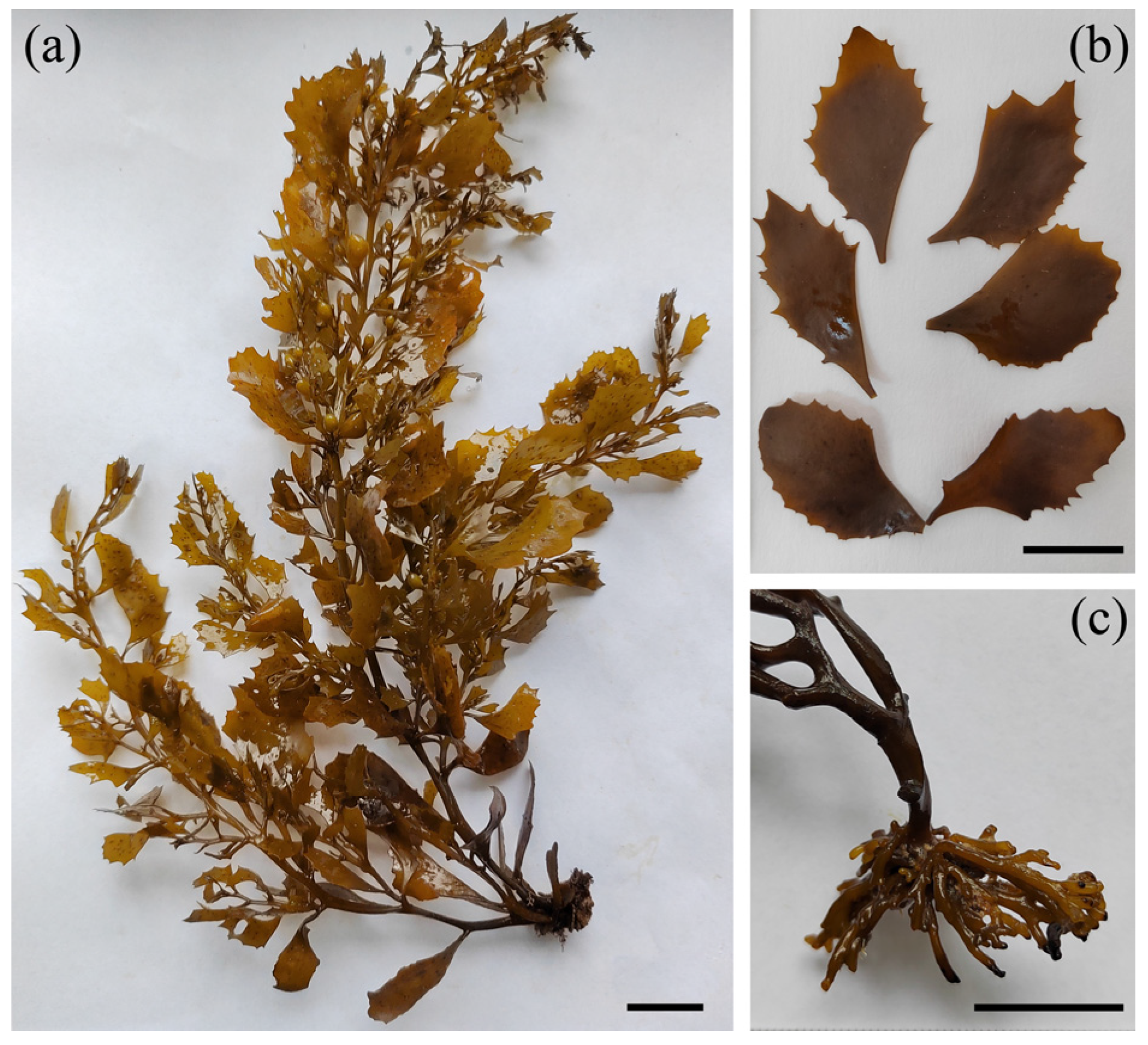 Plants 14 01269 g010