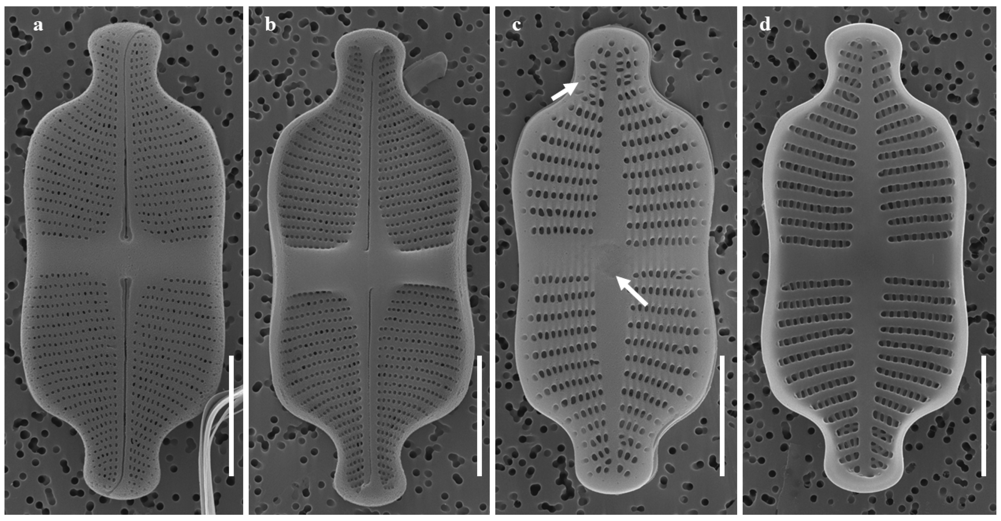 Plants 14 01272 g002a