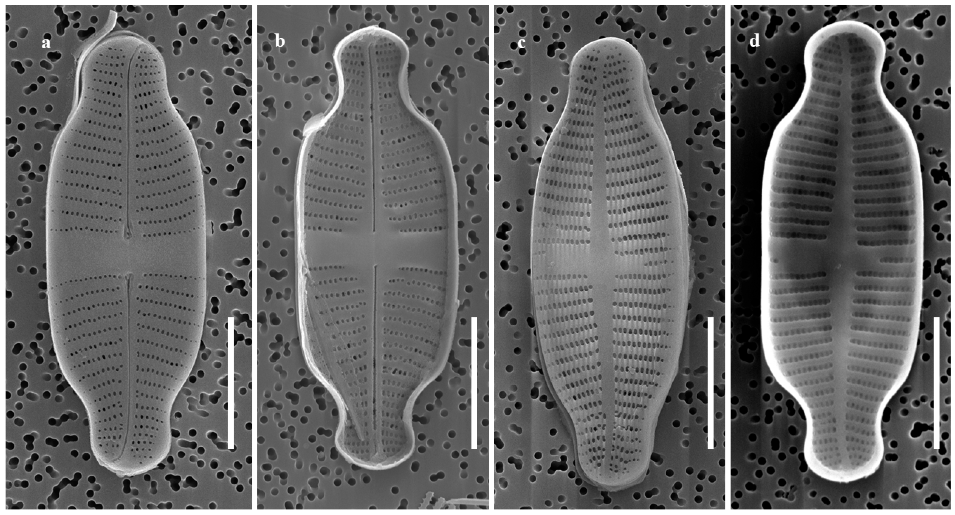 Plants 14 01272 g004a