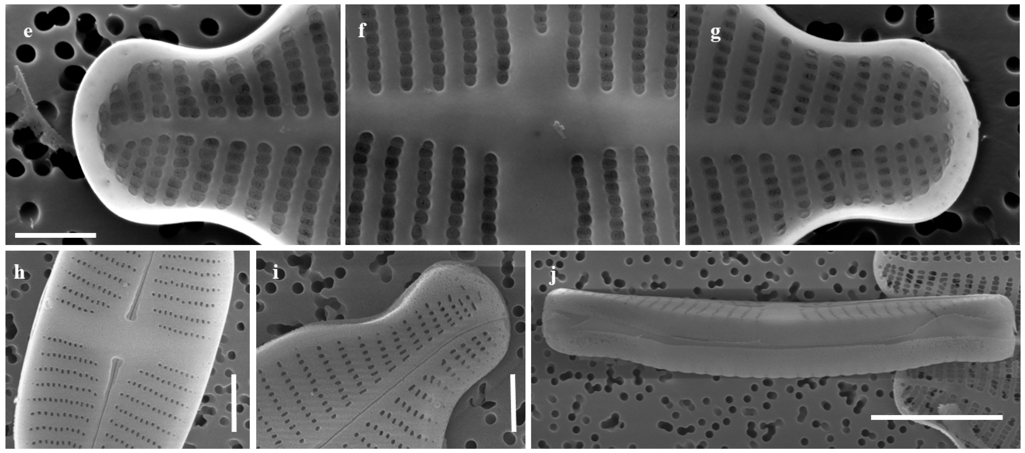 Plants 14 01272 g004b