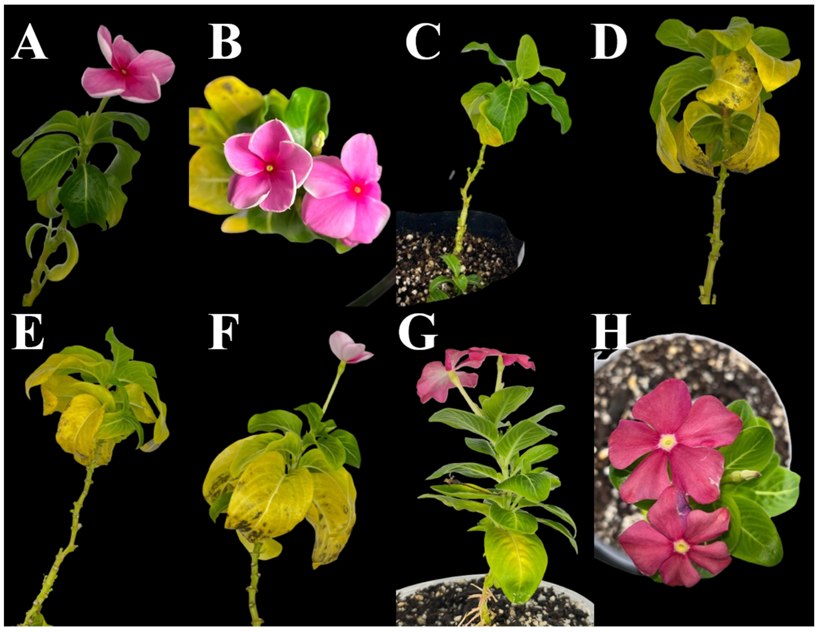 Plants 14 01279 g004