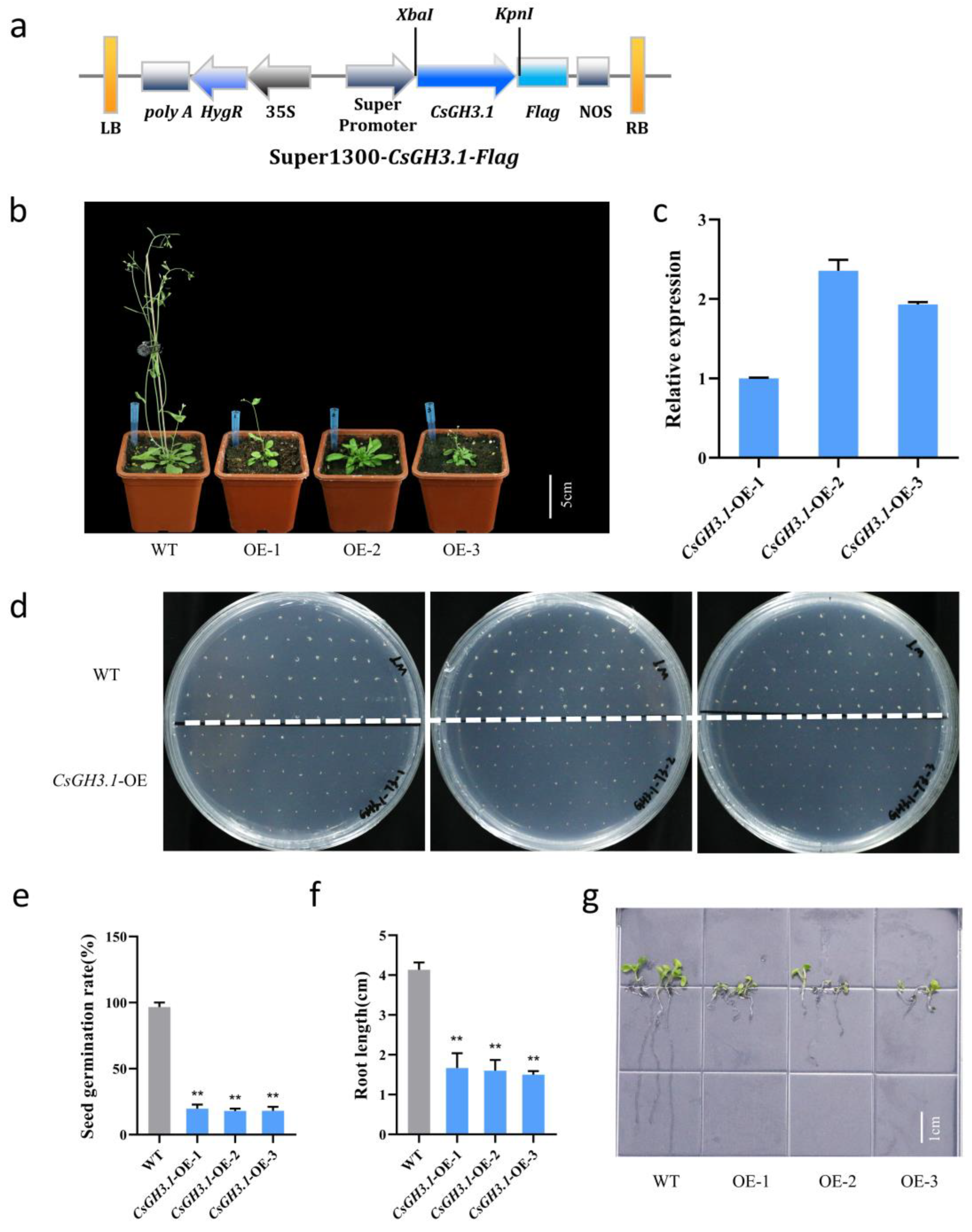 Plants 14 01287 g004