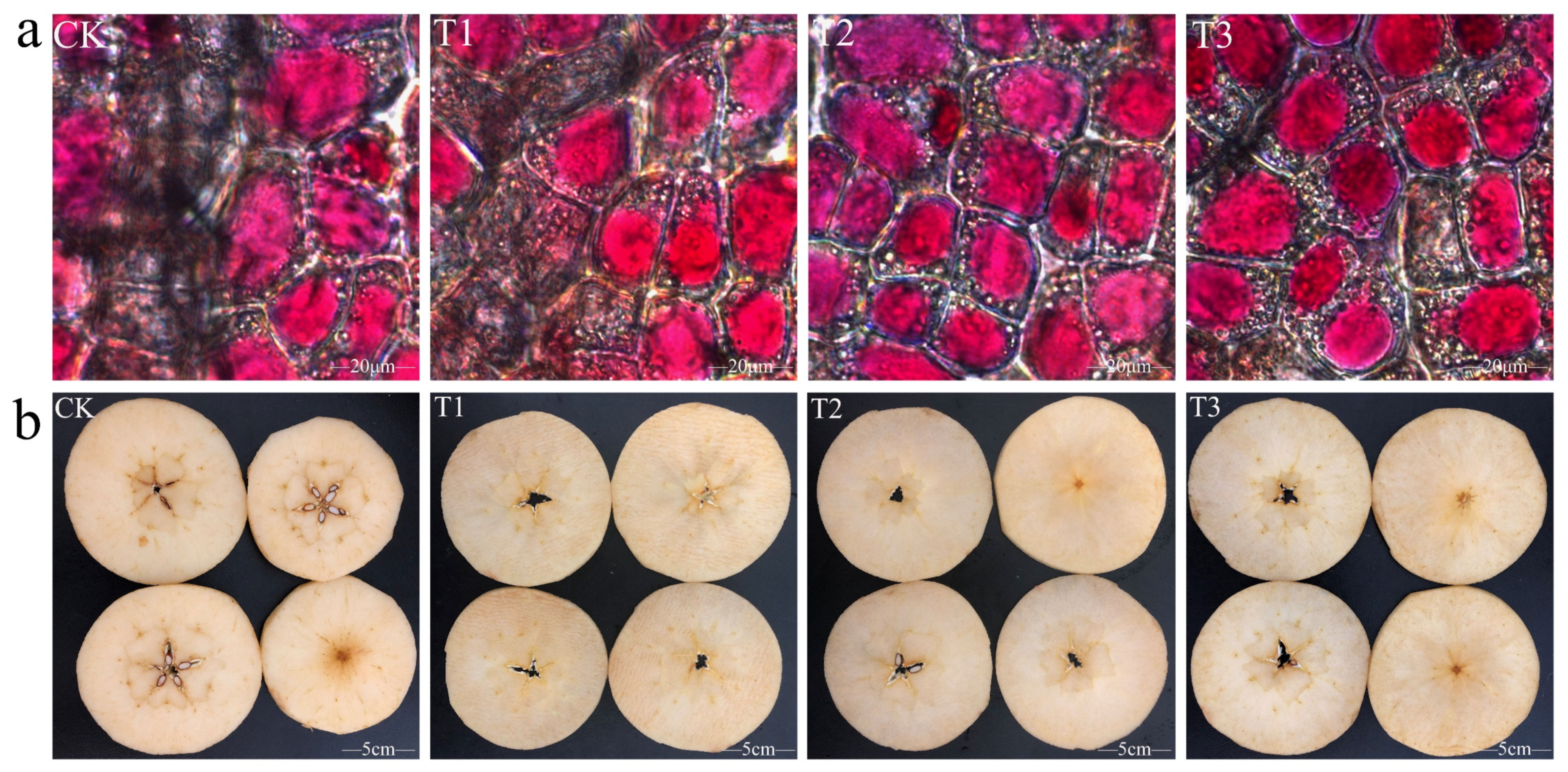 Plants 14 01293 g001