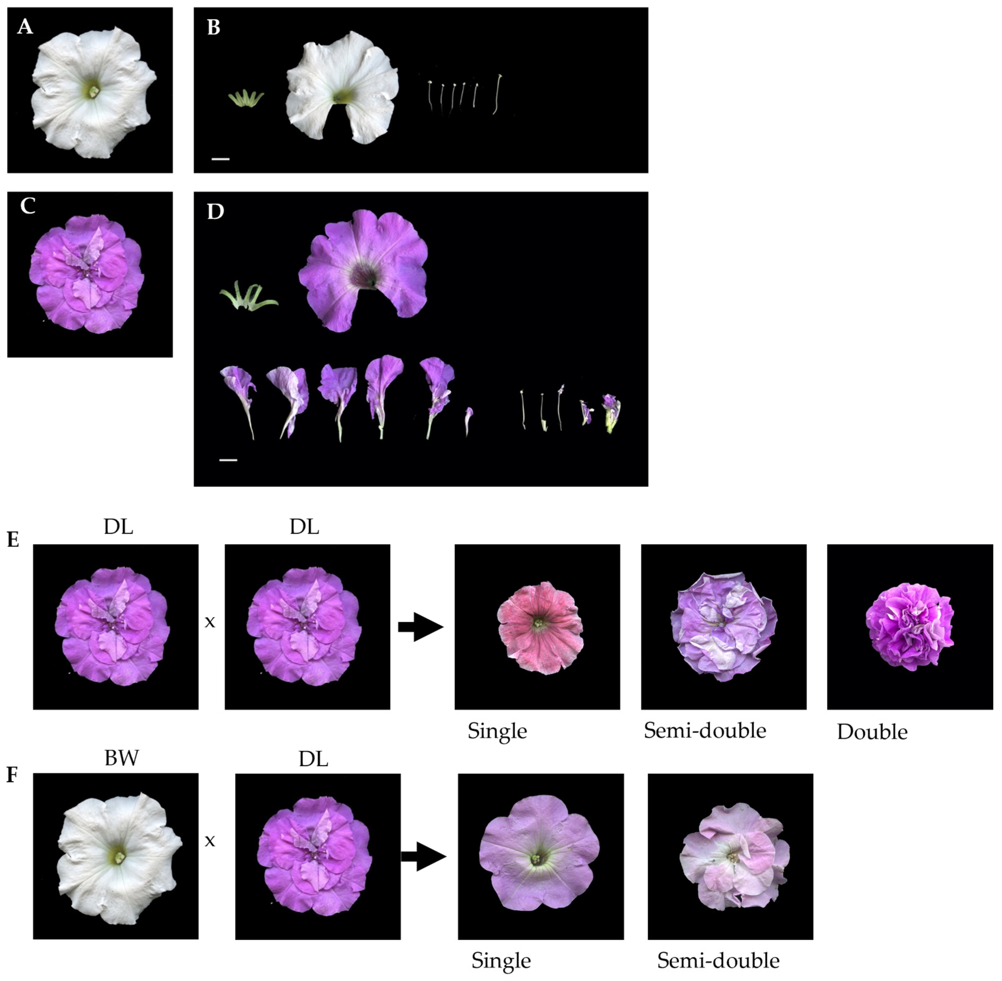 Plants 14 01314 g001