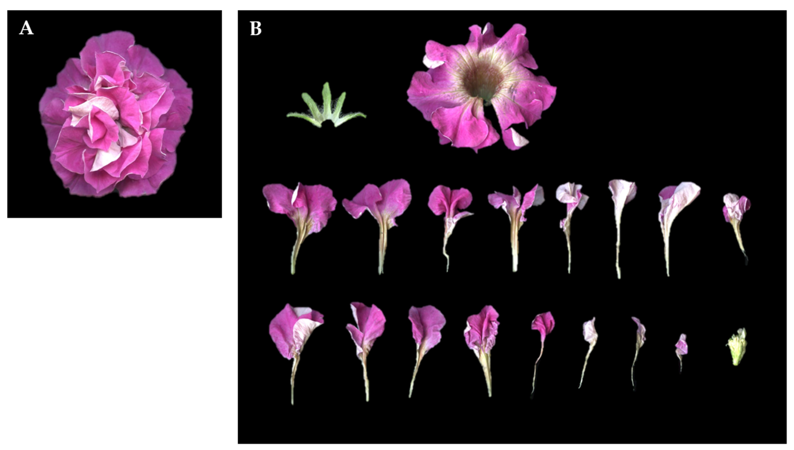 Plants 14 01314 g002