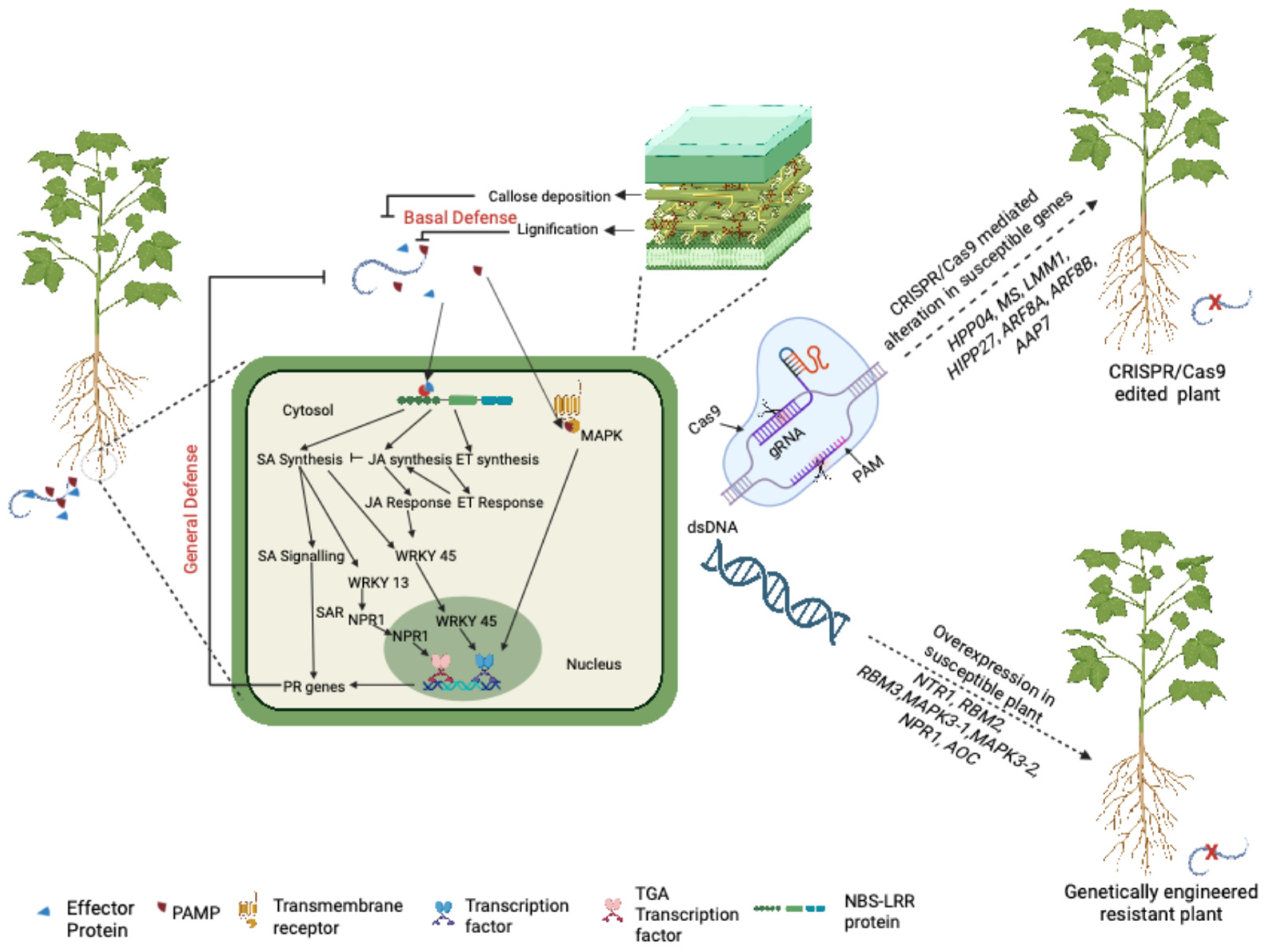Plants 14 01321 g002