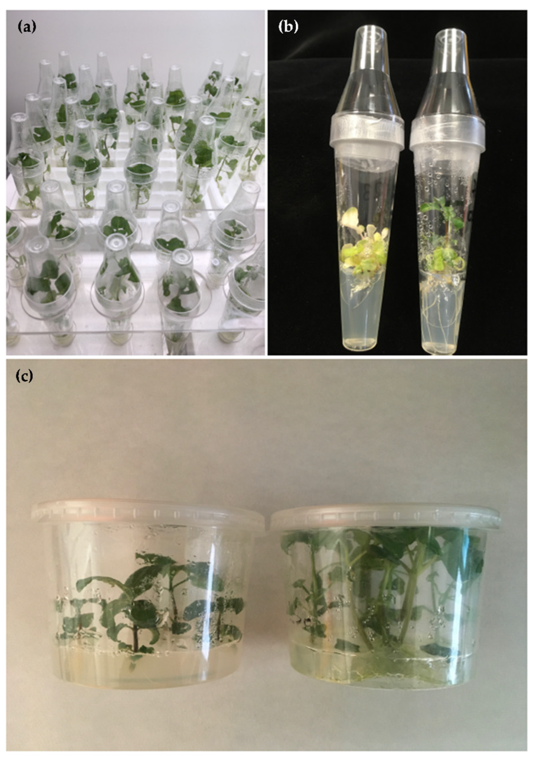 Plants 14 01373 g001