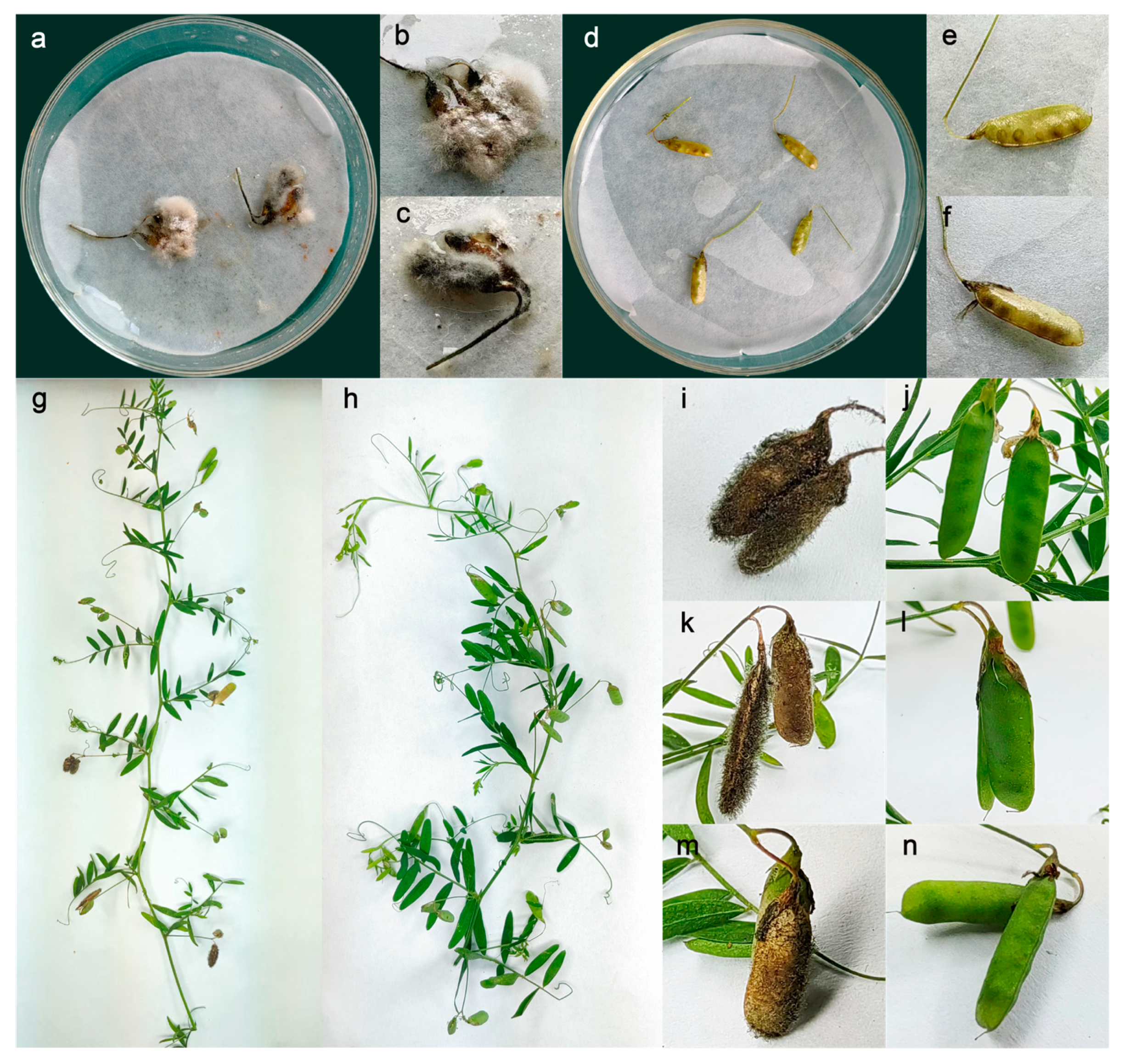 Plants 14 01480 g002