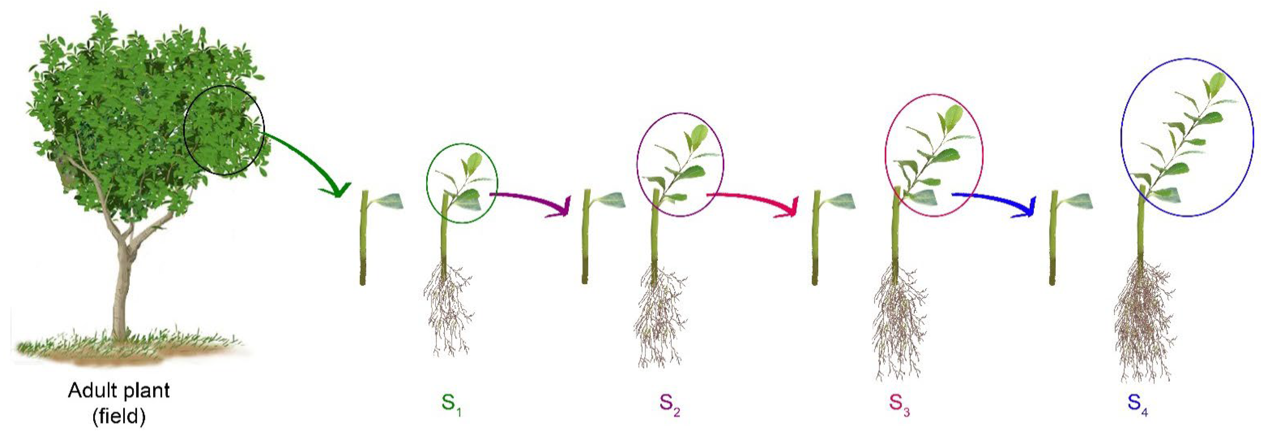 Plants 14 01668 g001