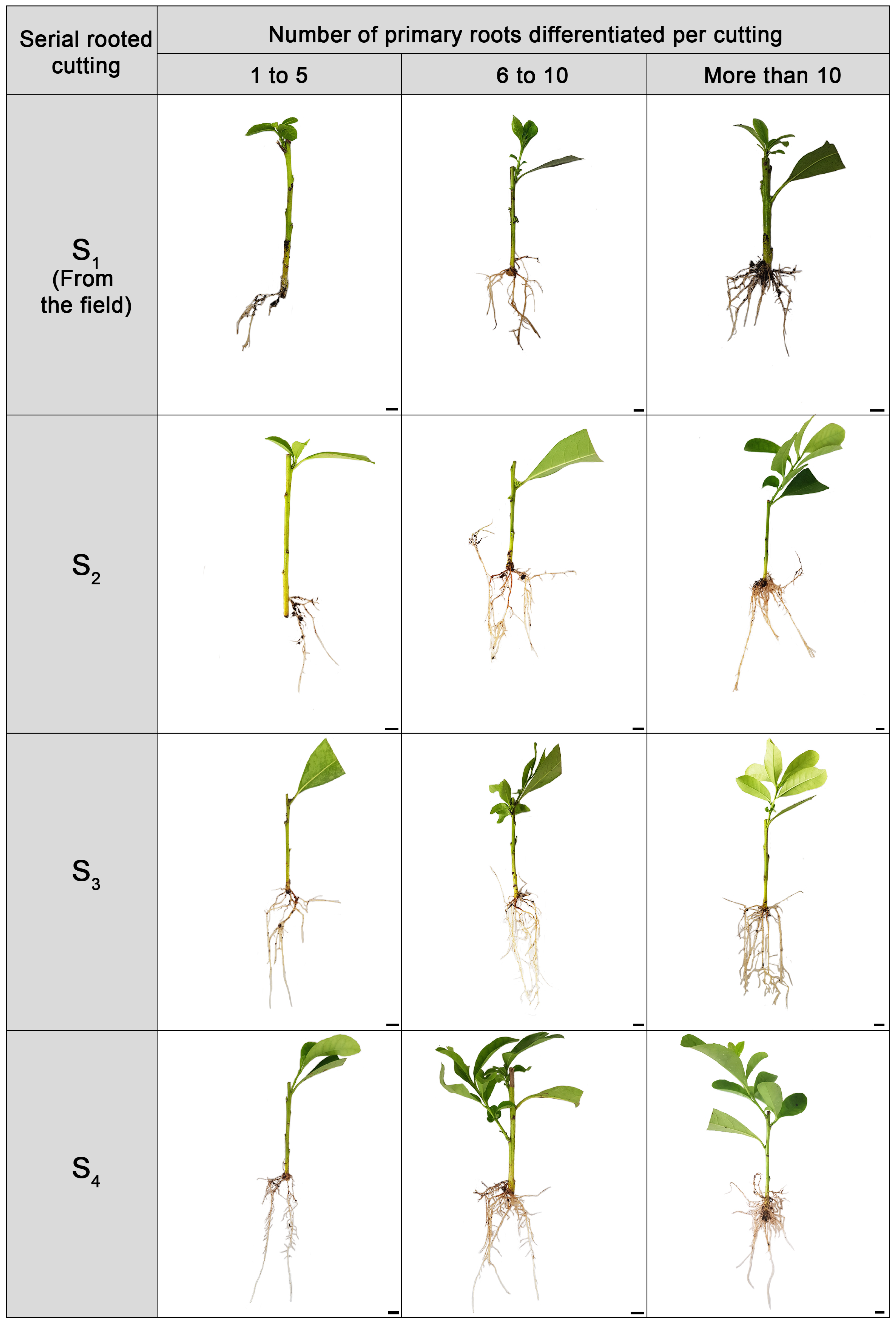 Plants 14 01668 g003
