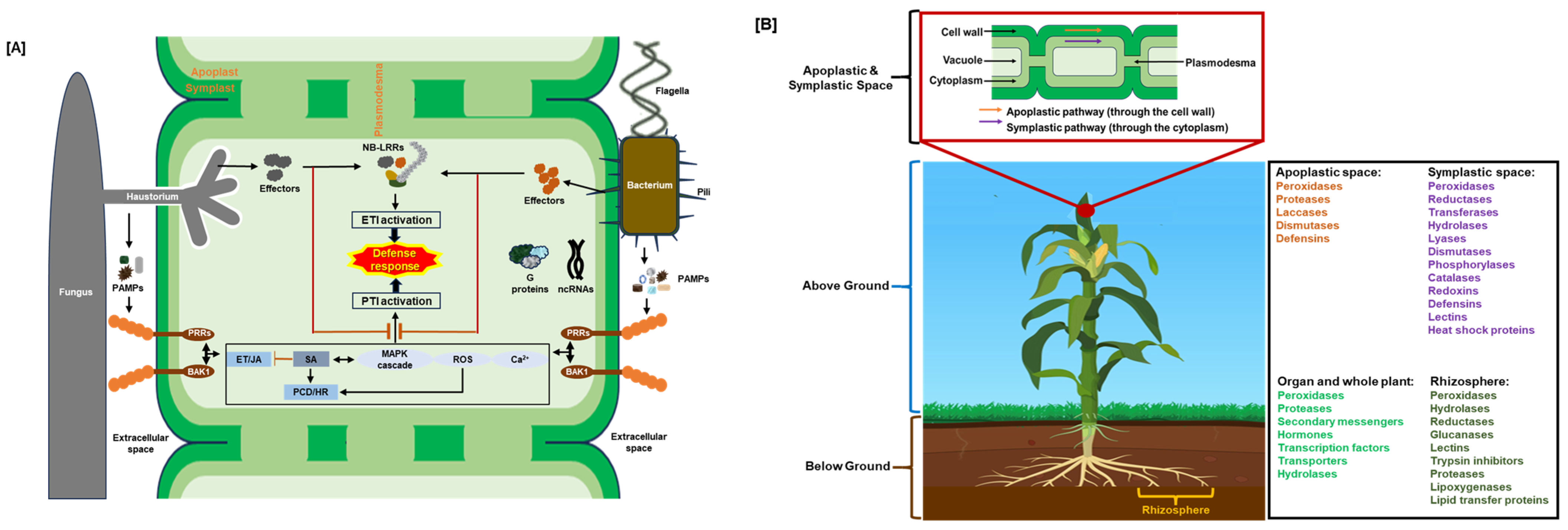 Plants 14 02069 g001 Plants 14 02069 g001