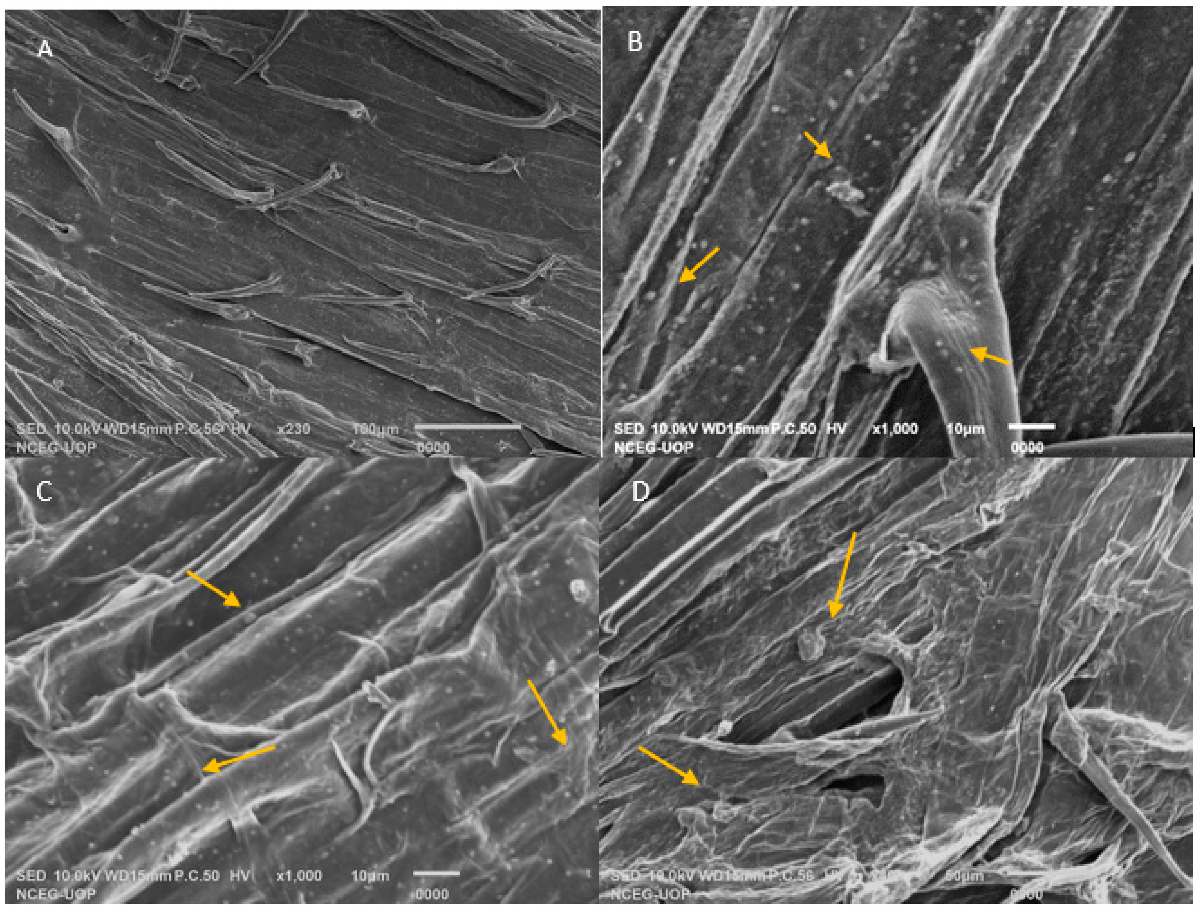 Plants 14 02096 g004