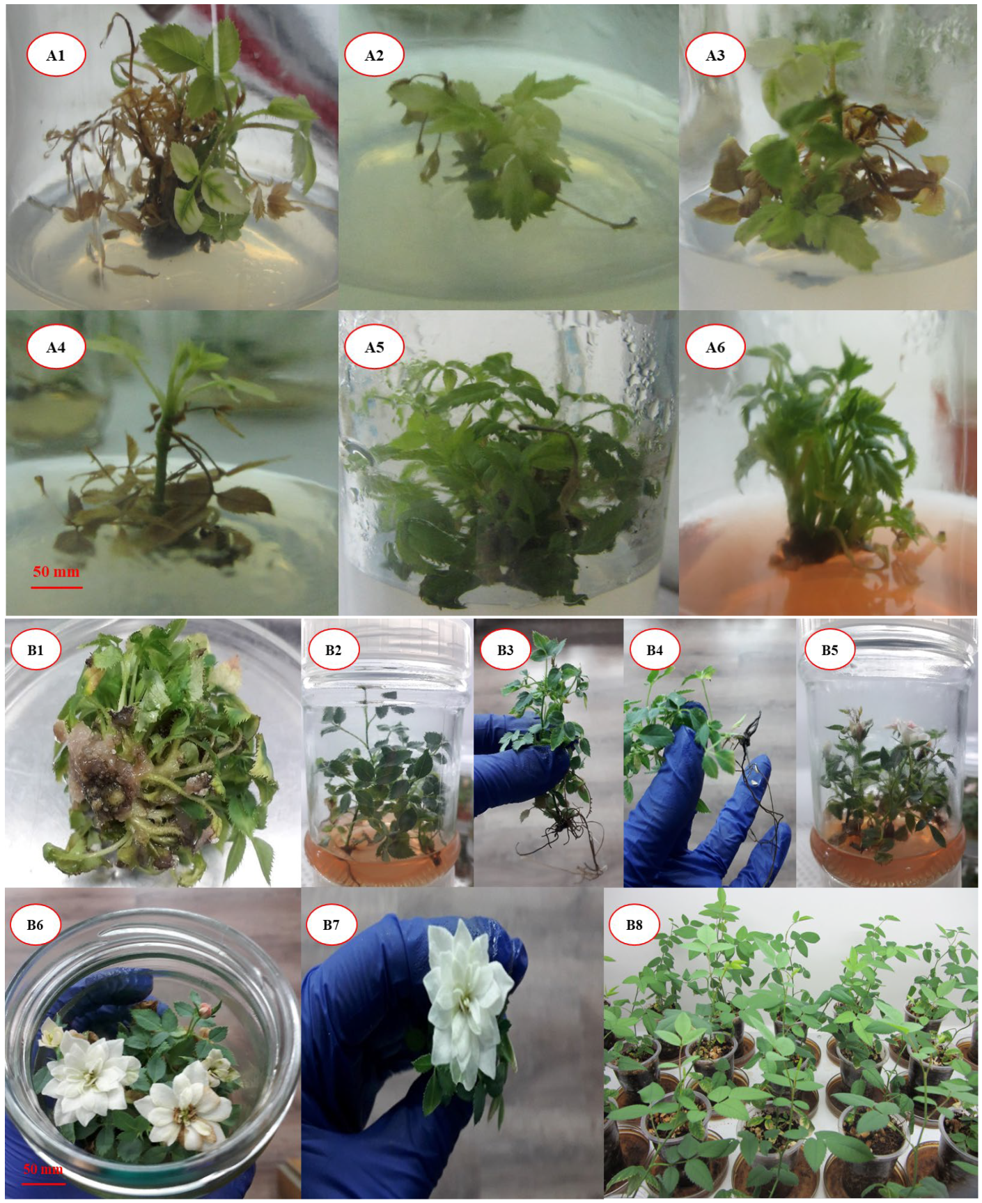 Plants 14 02606 g001 Plants 14 02606 g001