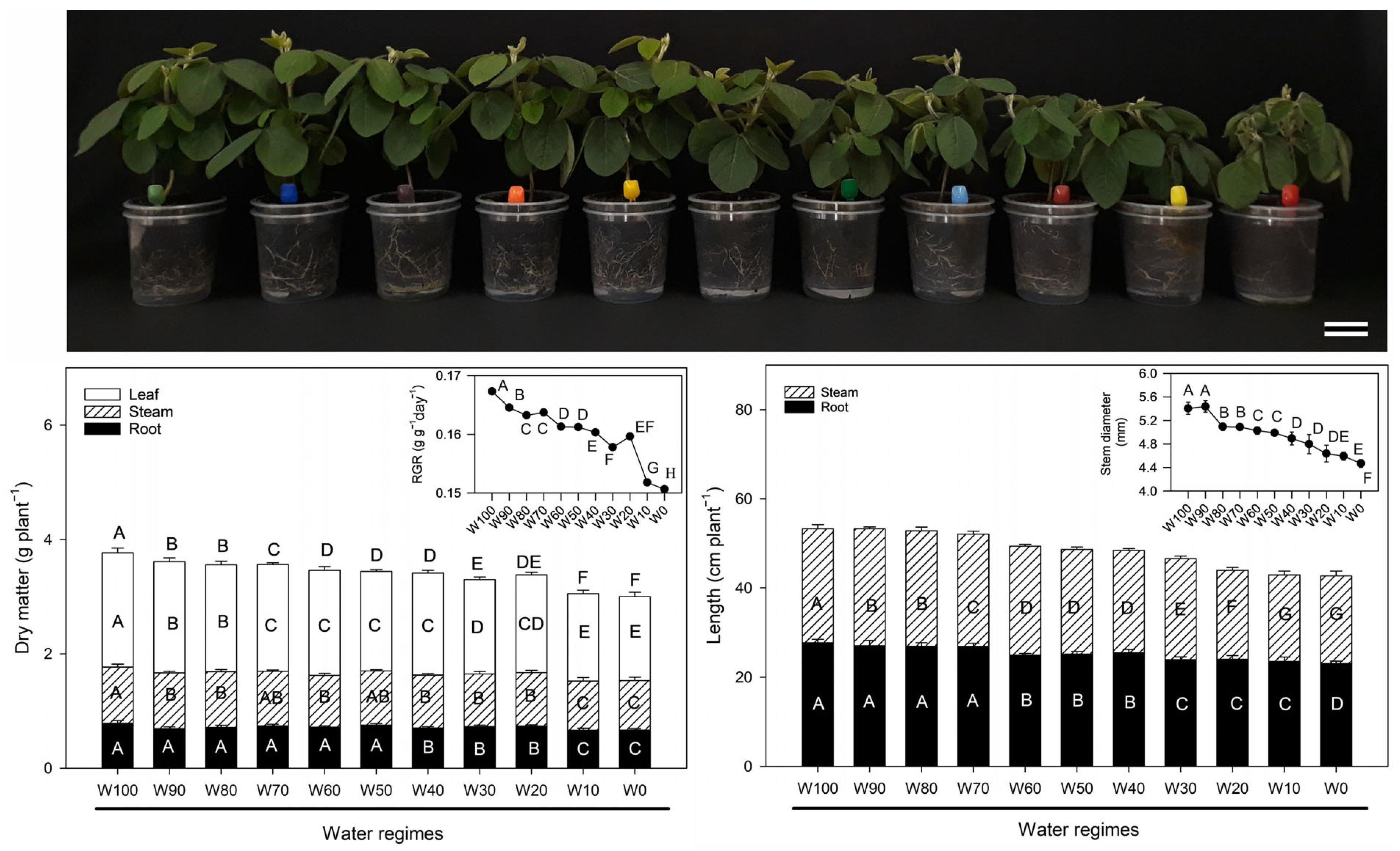 Plants 14 02615 g001 Plants 14 02615 g001