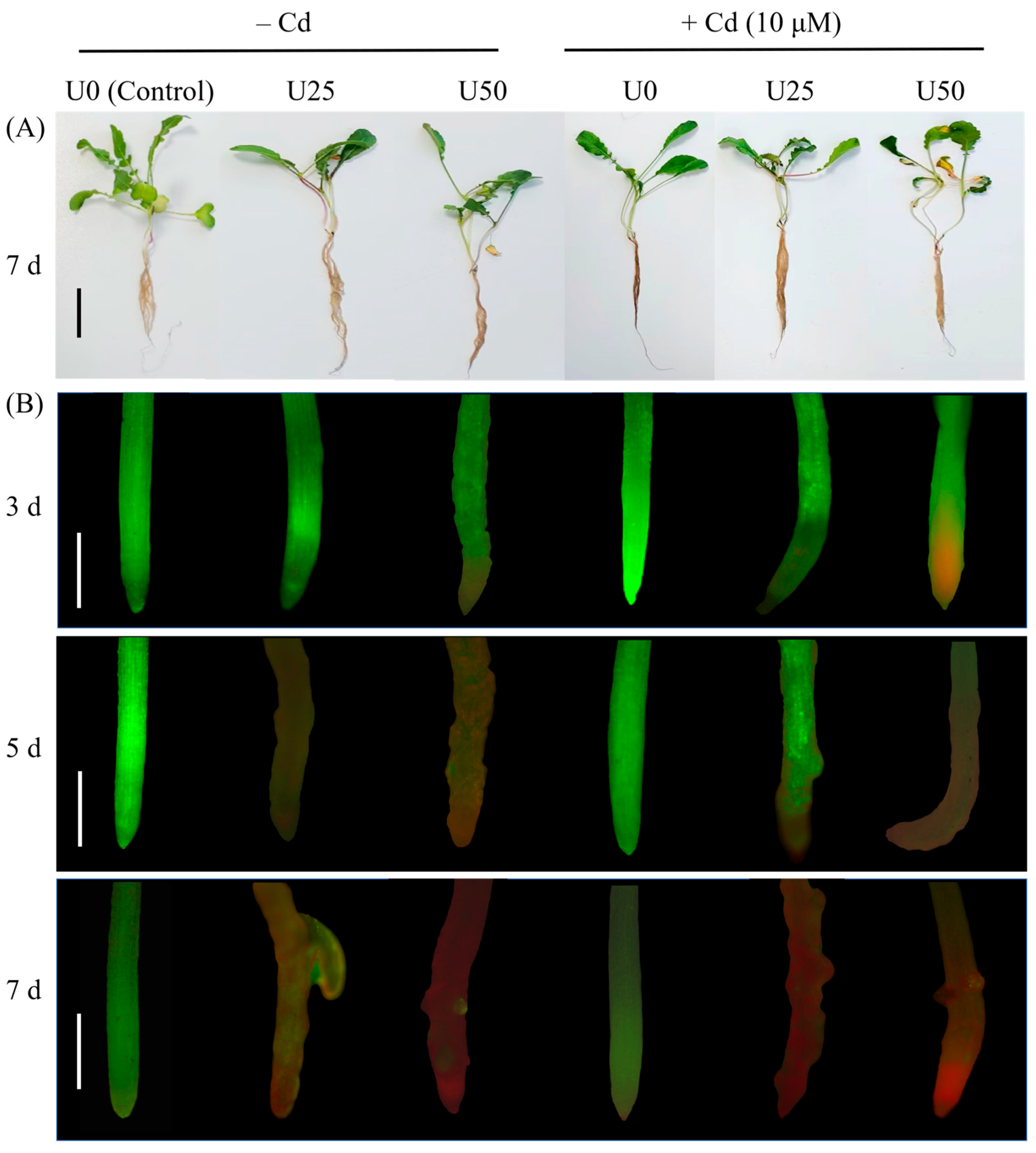 Plants 14 02711 g001 Plants 14 02711 g001