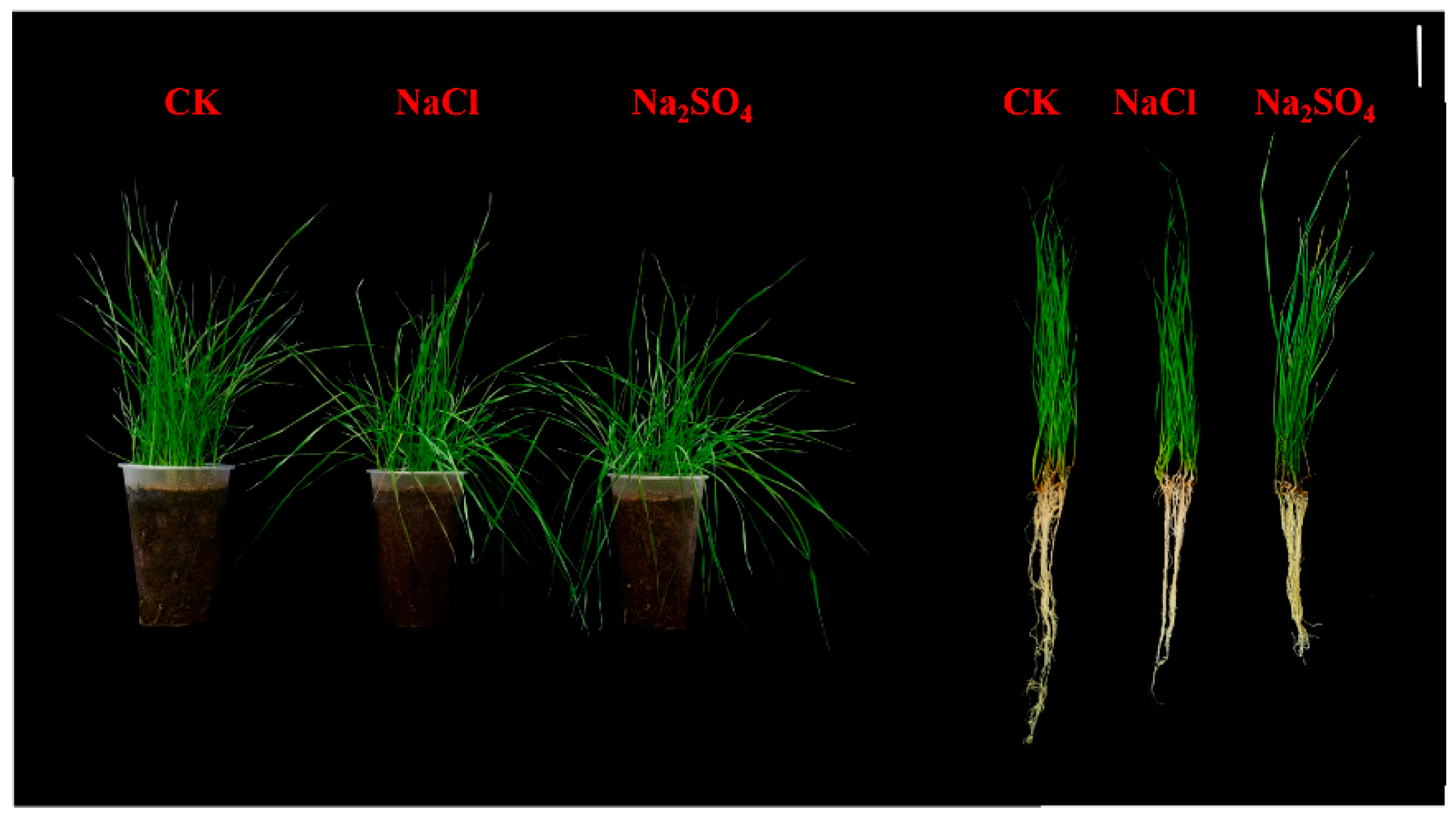 Plants 14 02771 g001 Plants 14 02771 g001