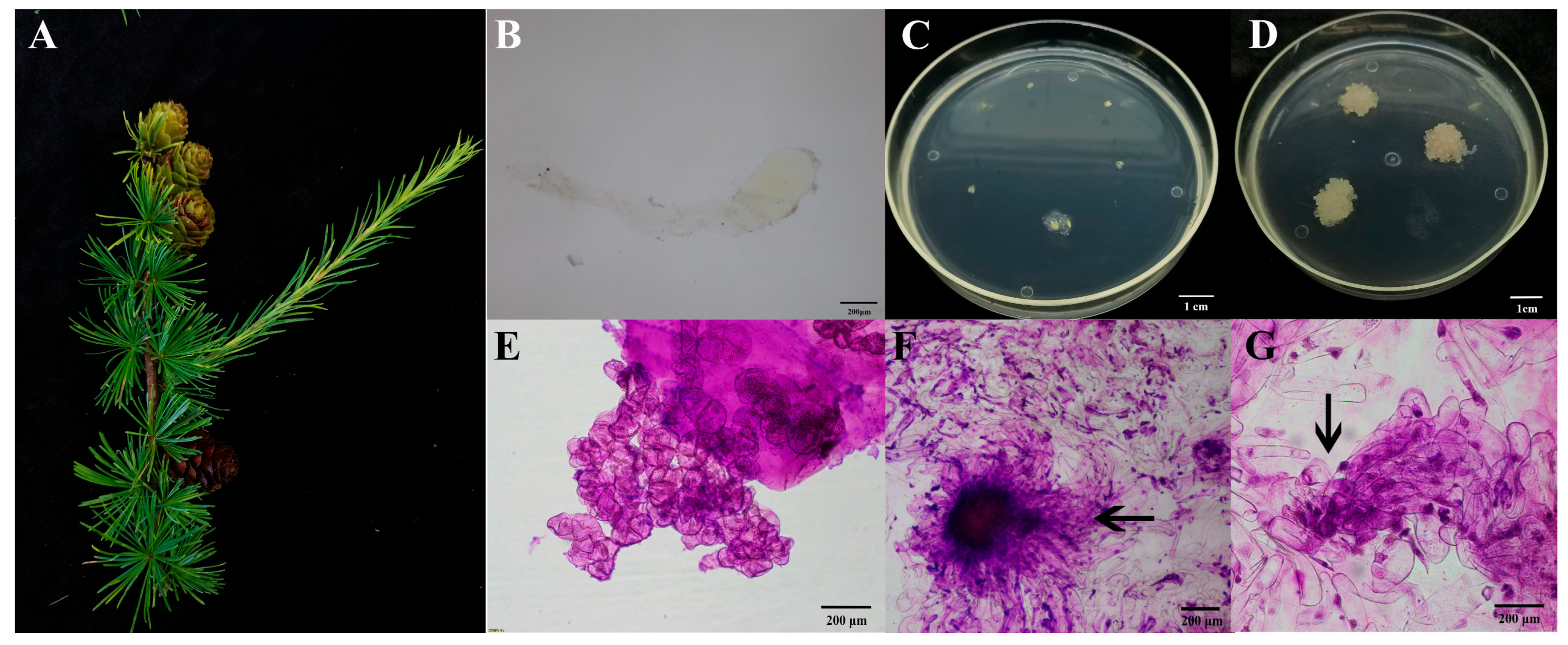 Plants 14 02818 g006 Plants 14 02818 g006