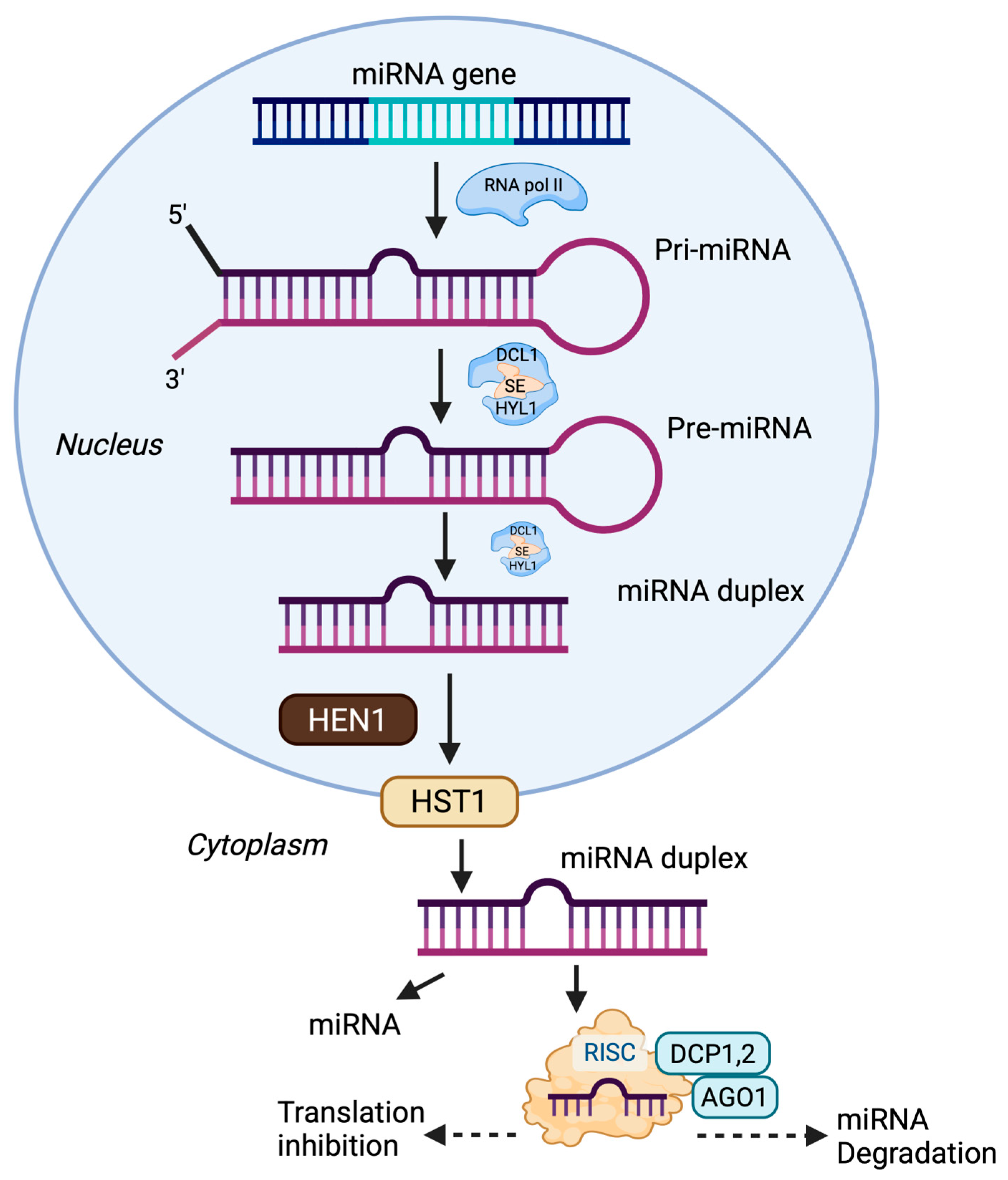 Plants 14 02905 g001 Plants 14 02905 g001