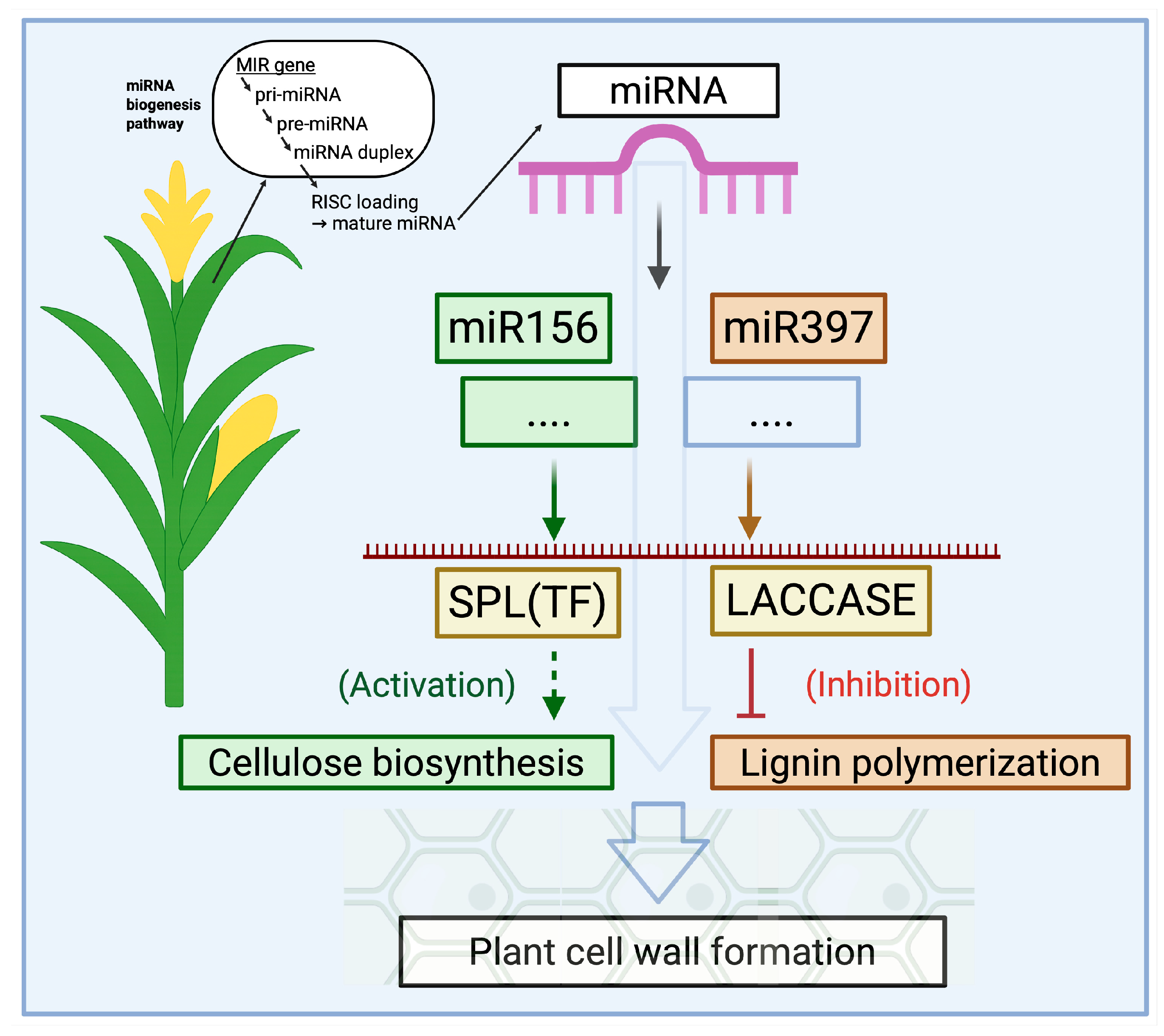 Plants 14 02905 g002 Plants 14 02905 g002