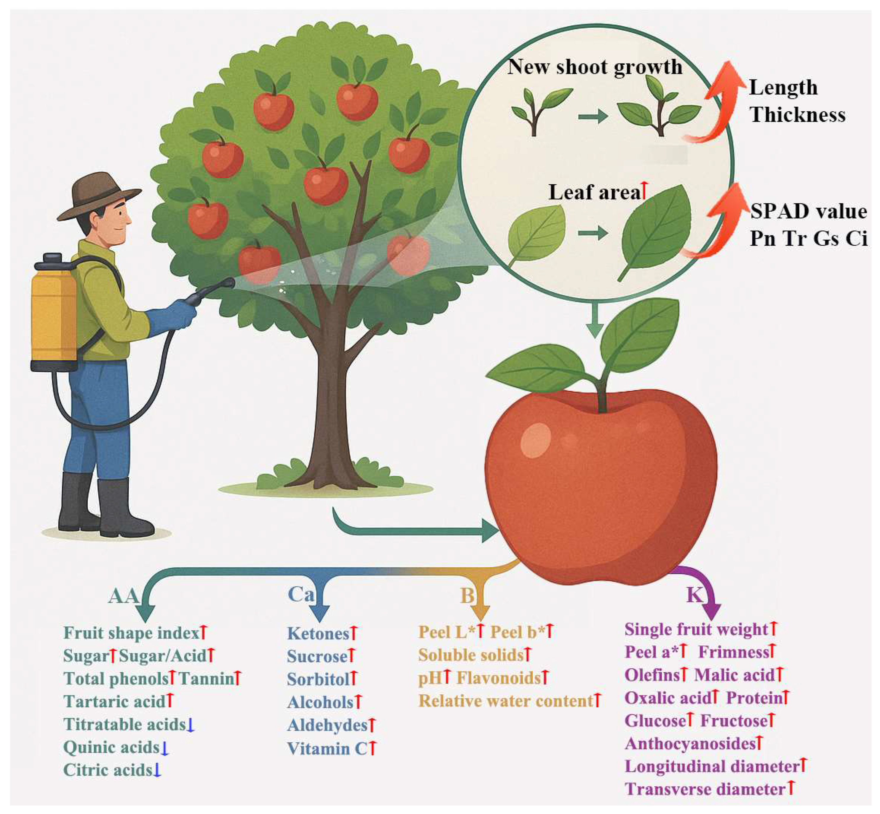 Plants 14 02926 g009 Plants 14 02926 g009