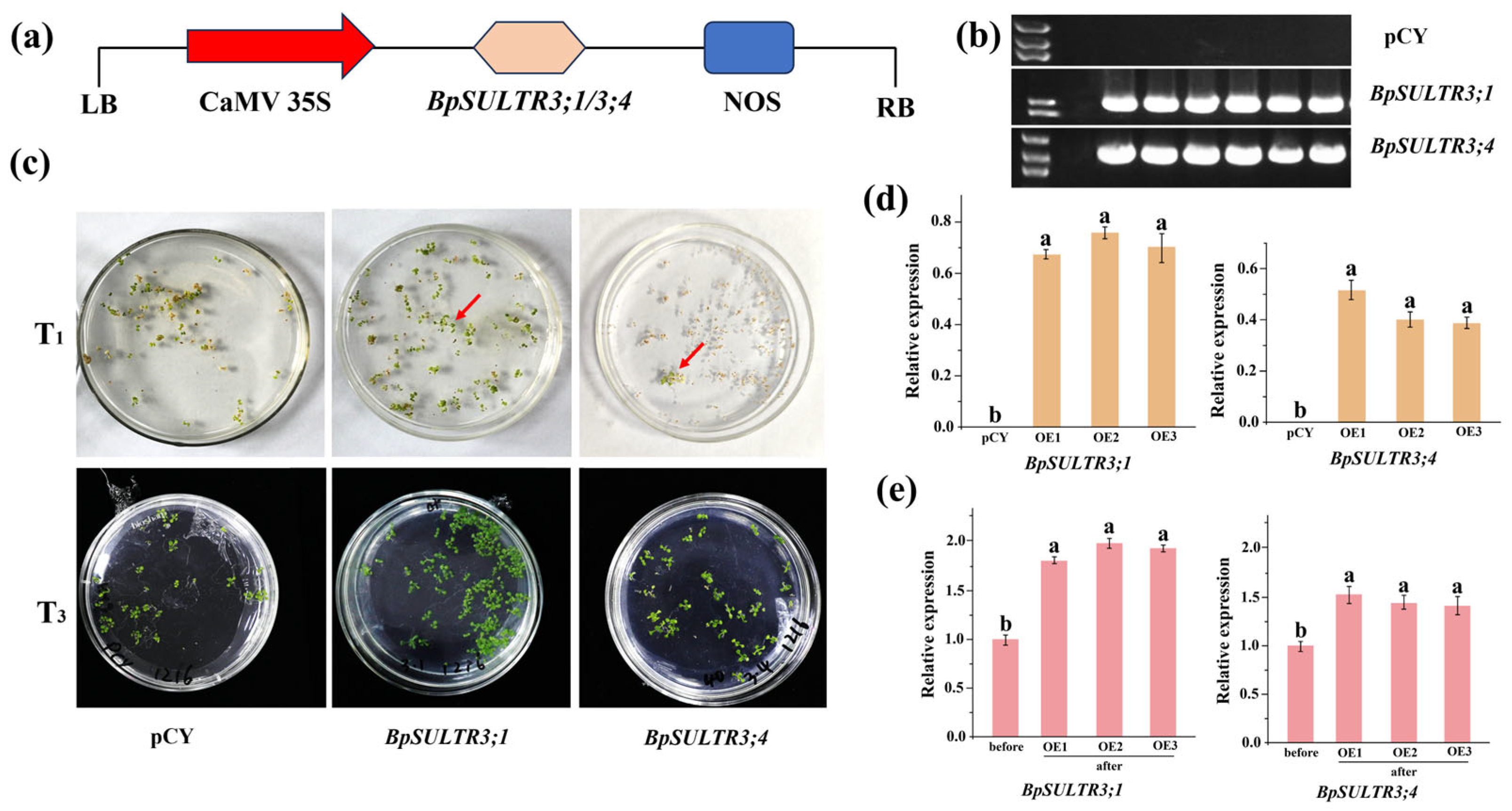 Plants 14 02995 g006 Plants 14 02995 g006
