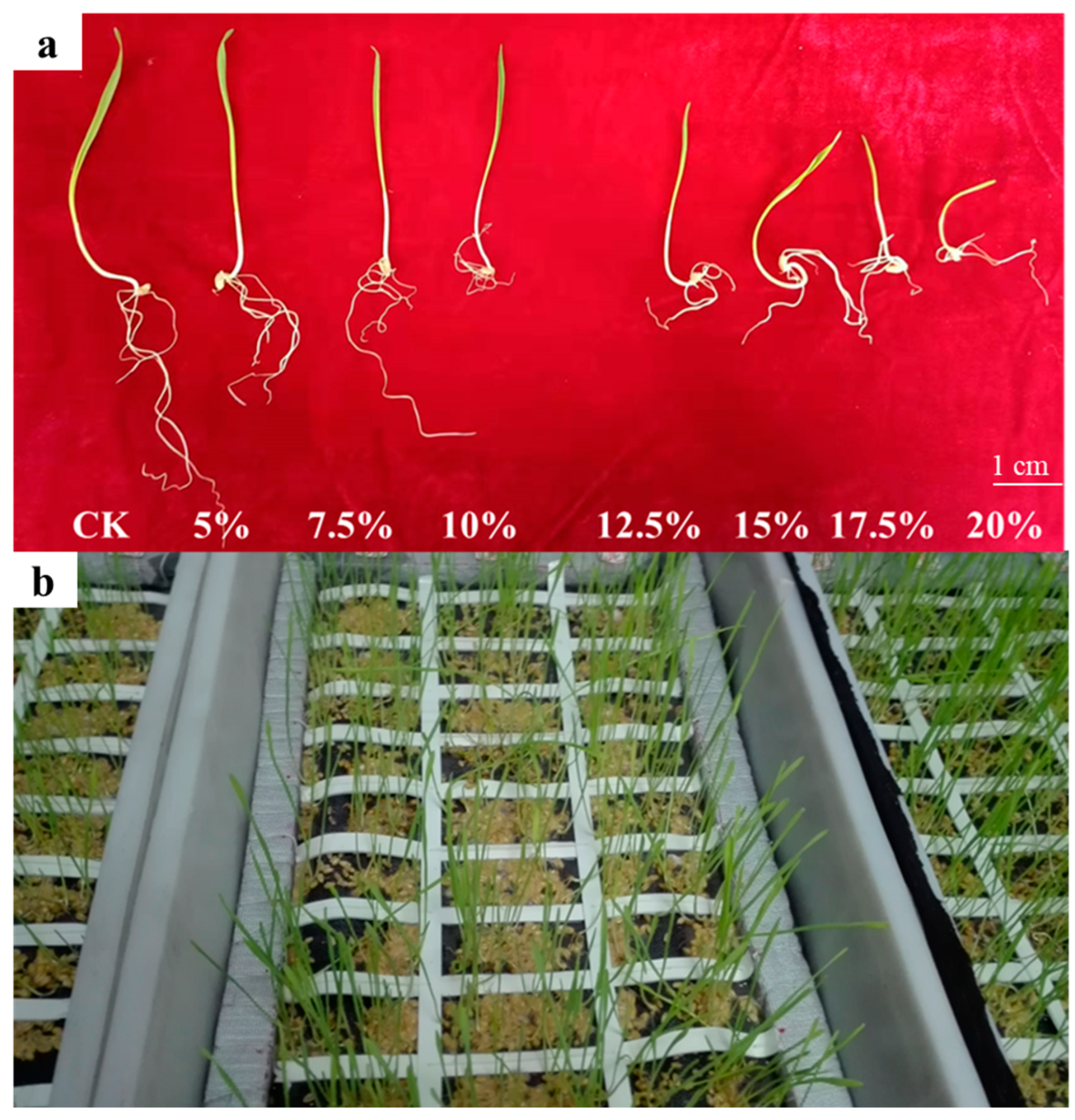 Plants 14 03023 g001 Plants 14 03023 g001