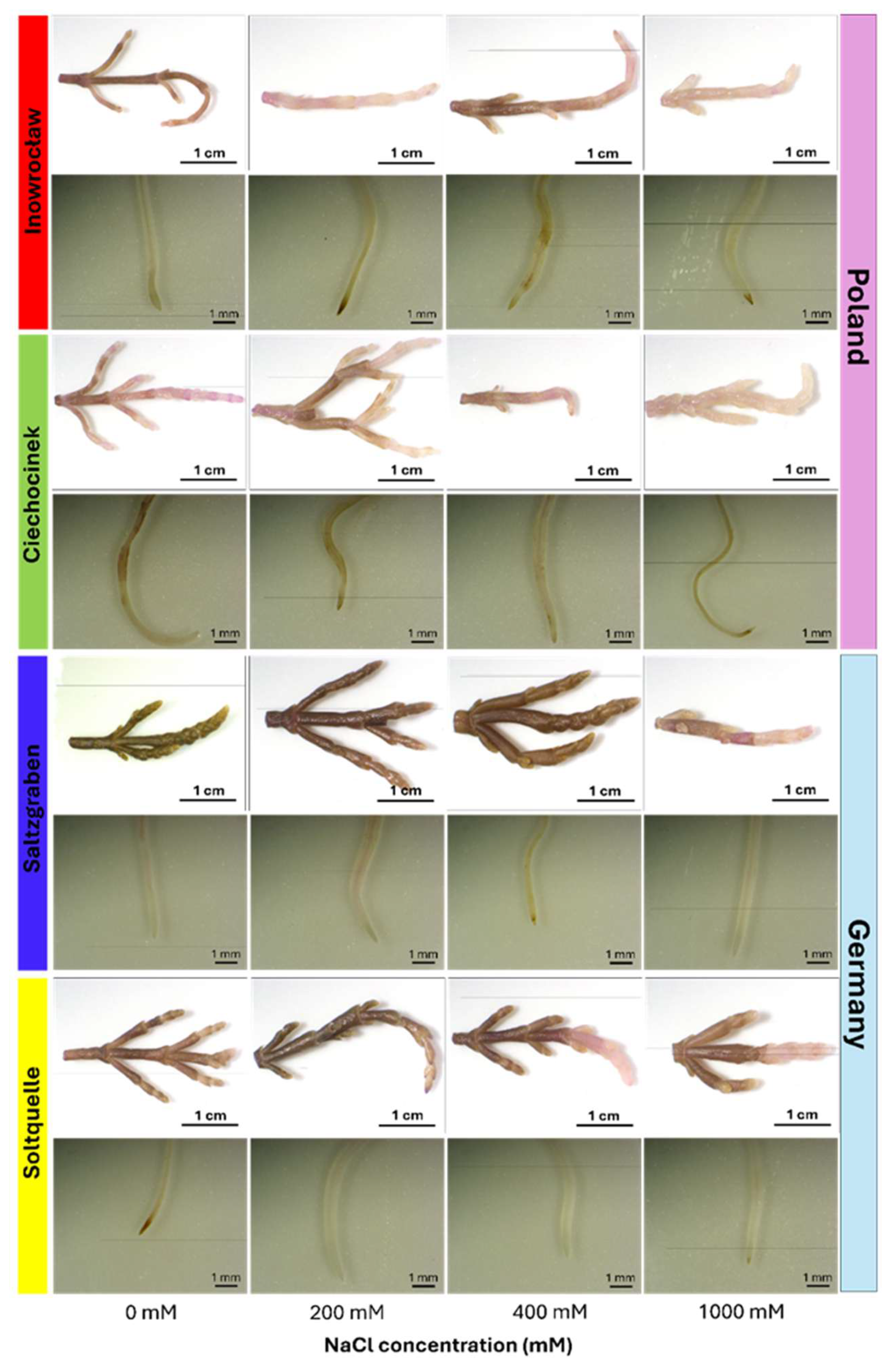 Plants 14 03055 g001 Plants 14 03055 g001