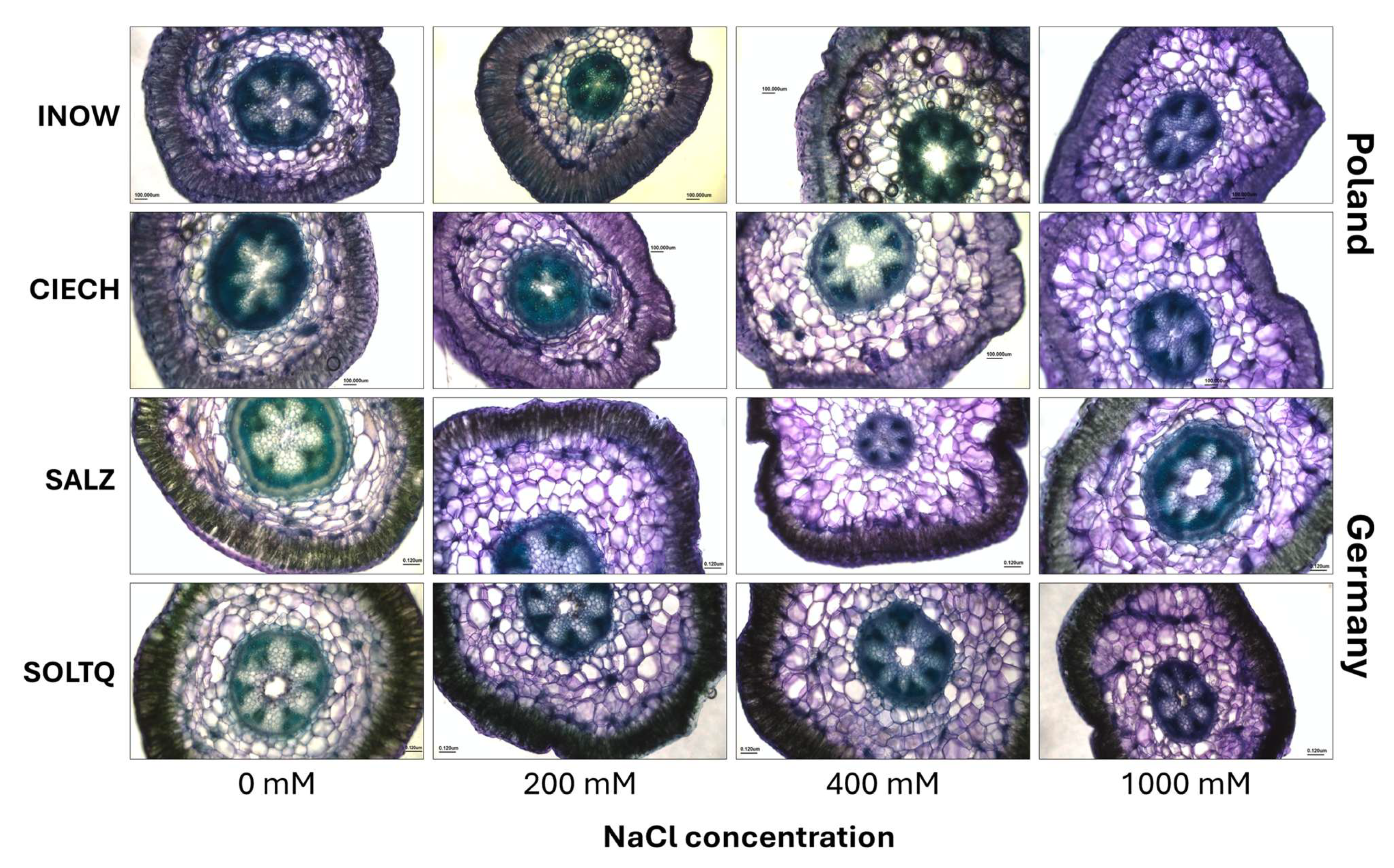 Plants 14 03055 g007 Plants 14 03055 g007