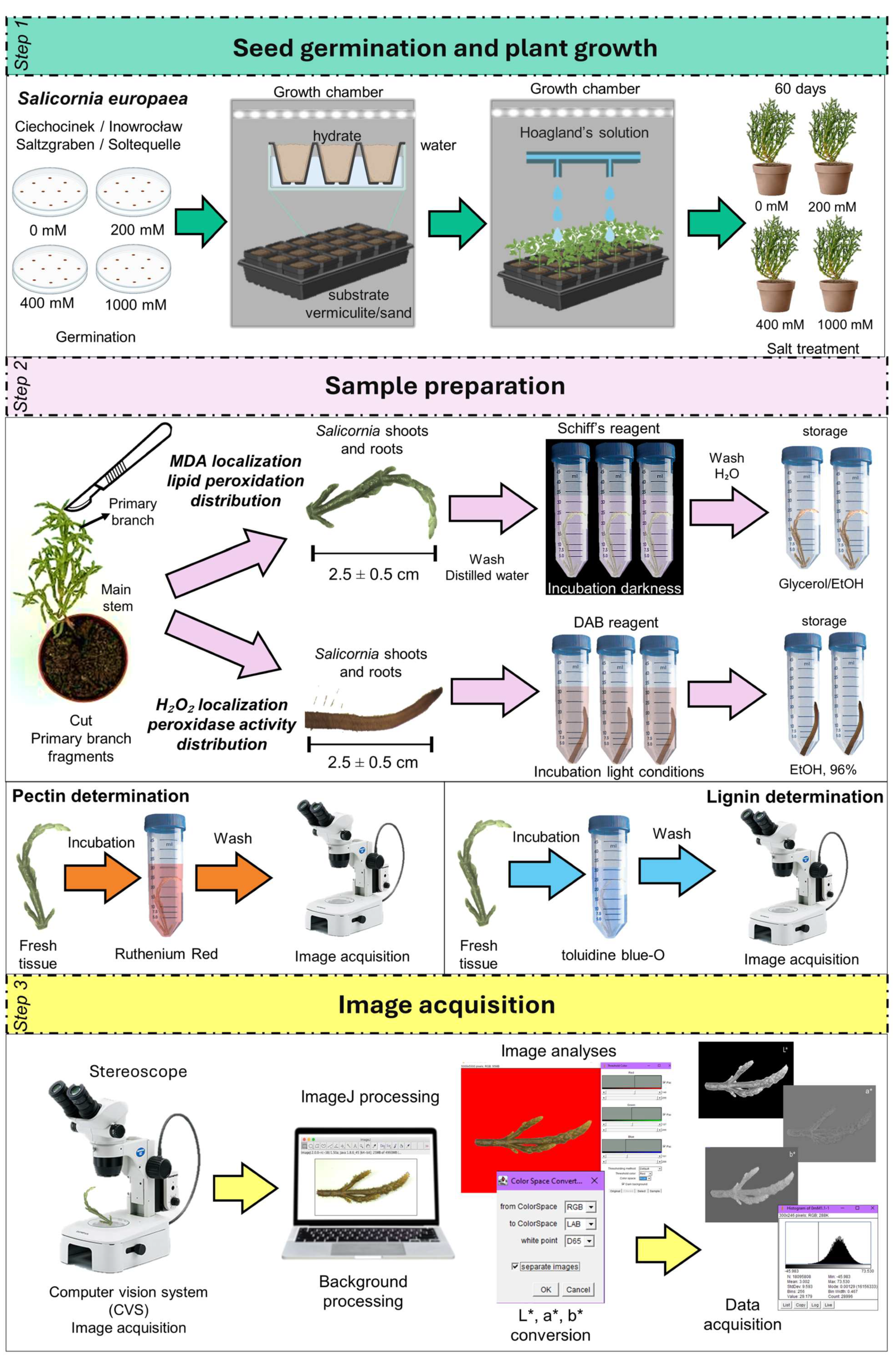 Plants 14 03055 g012 Plants 14 03055 g012
