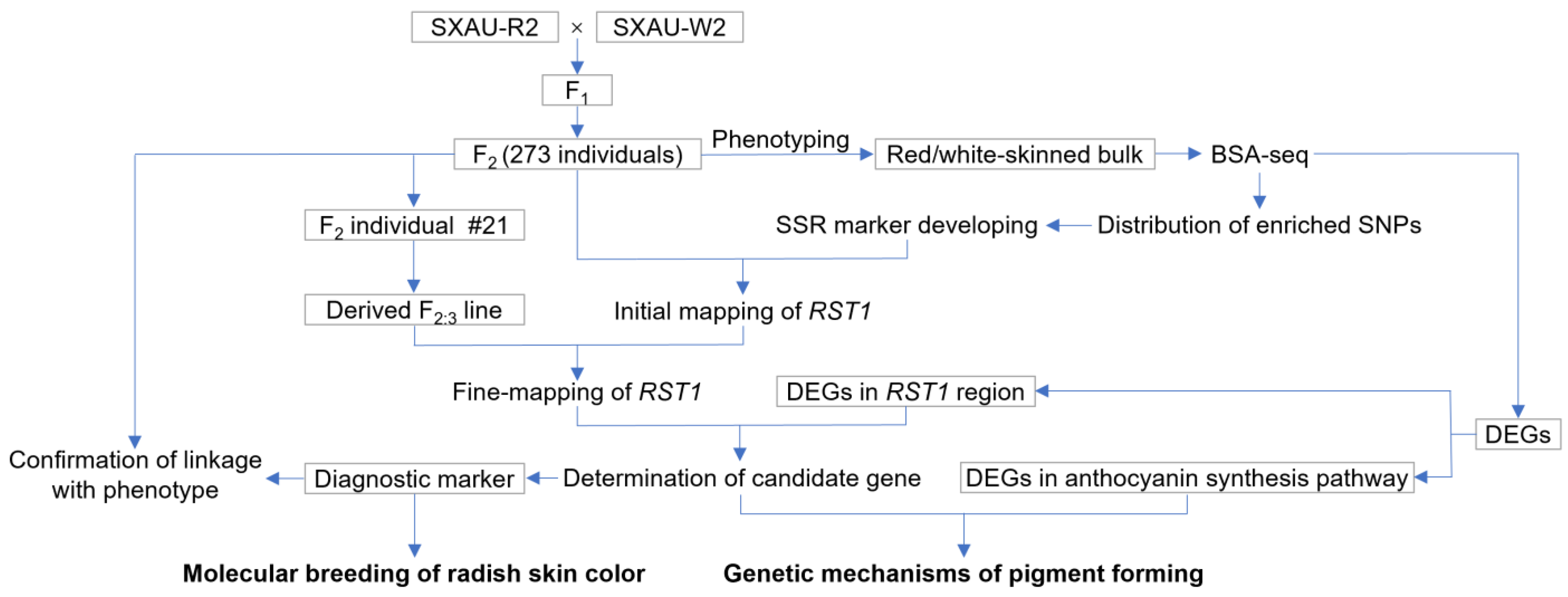 Plants 14 03065 g009 Plants 14 03065 g009