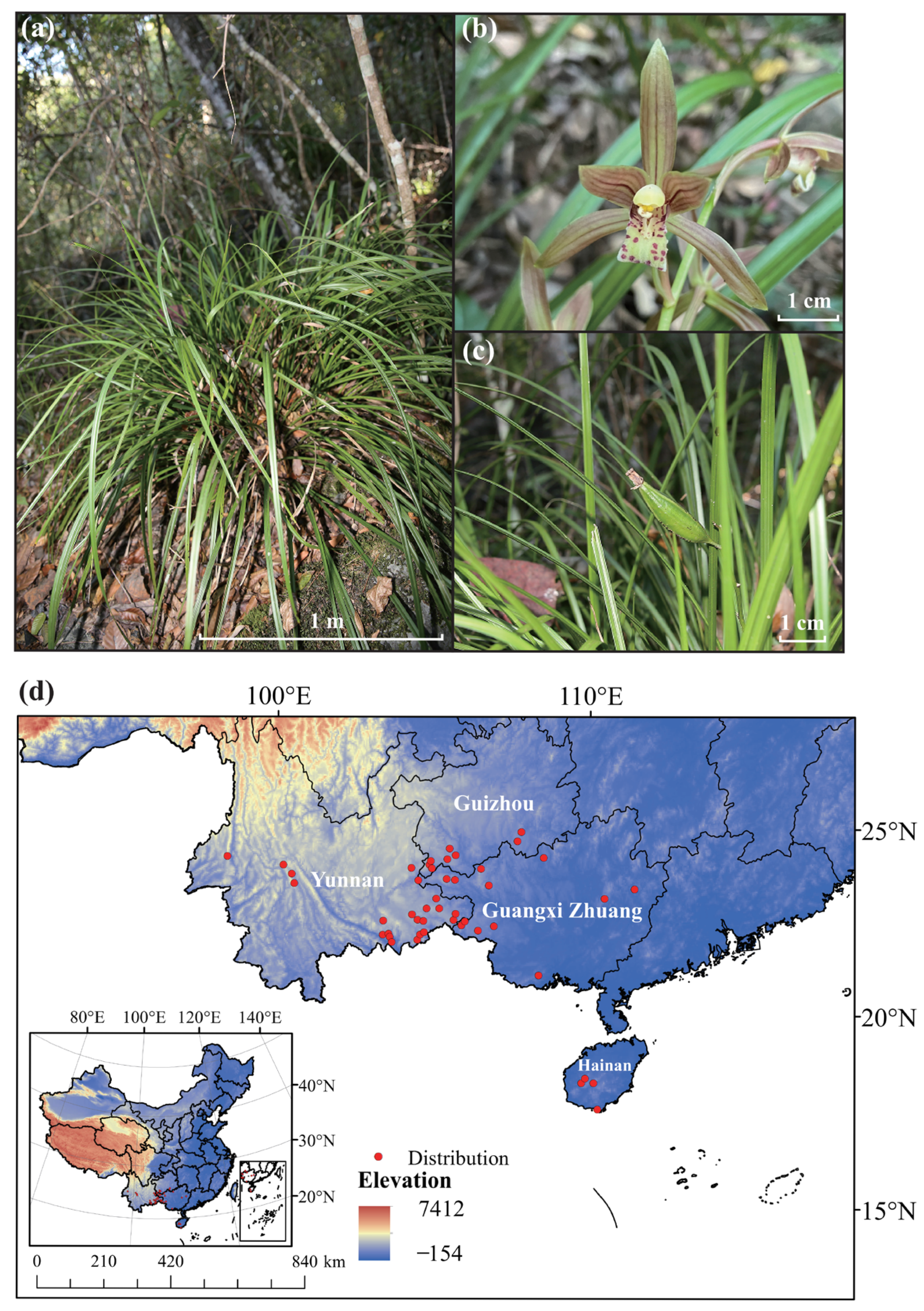 Plants 14 03084 g001 Plants 14 03084 g001