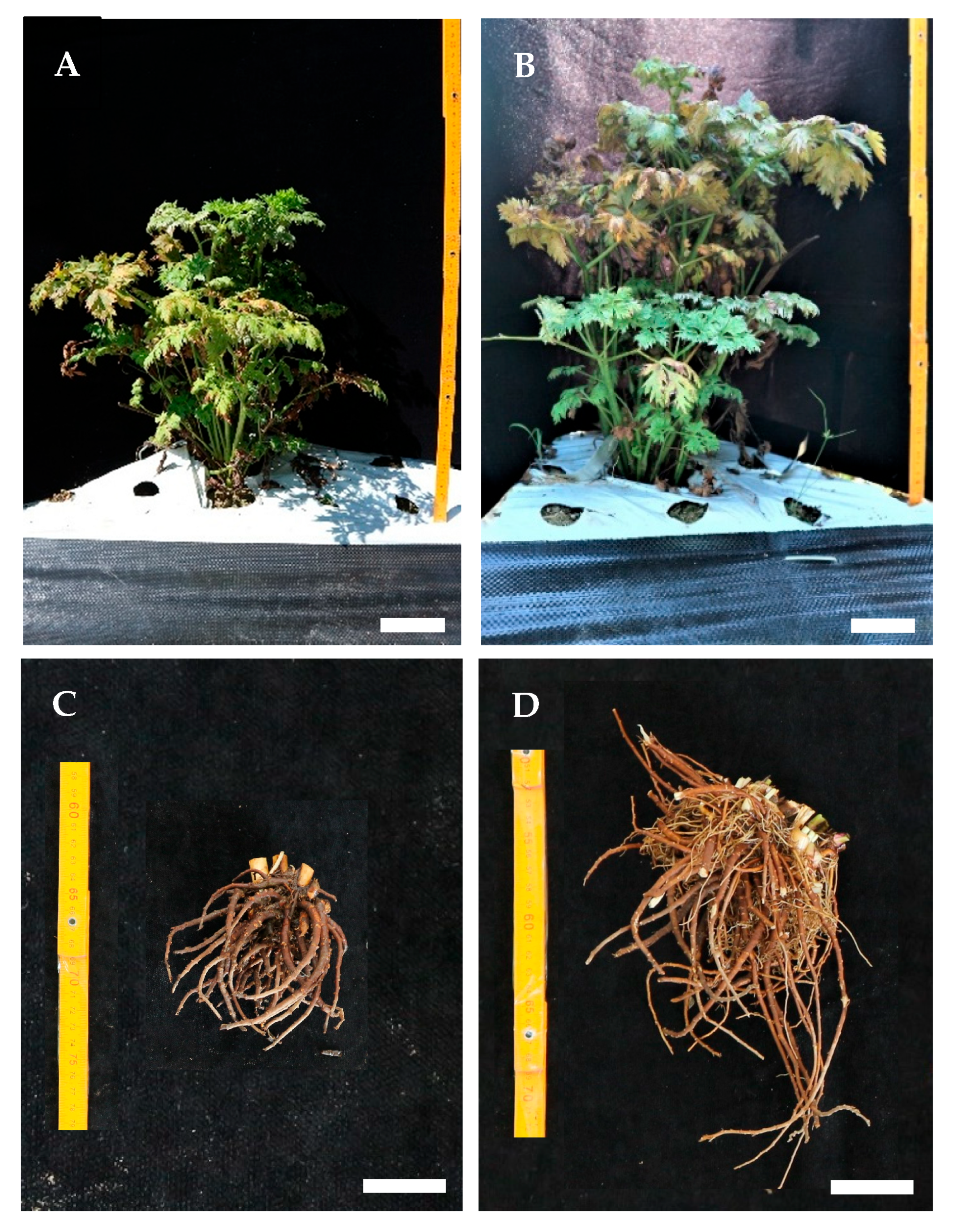 Plants 14 03125 g007 Plants 14 03125 g007