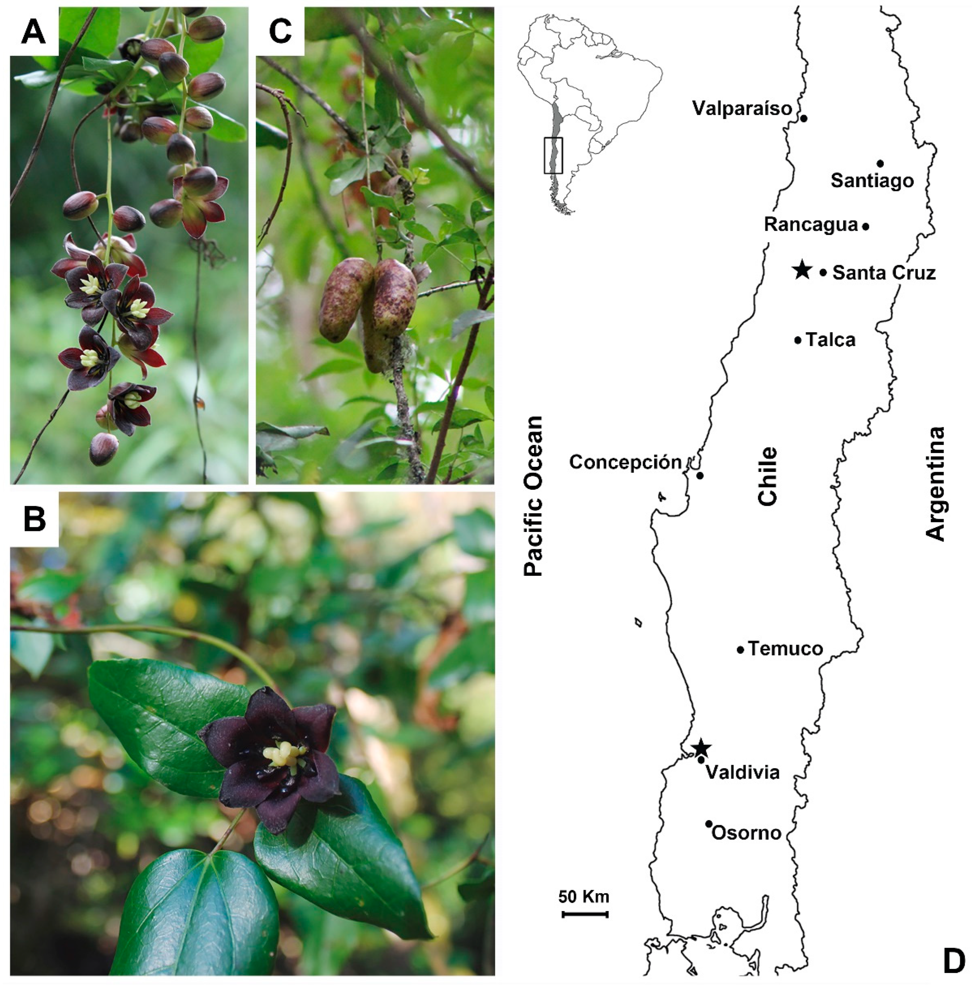 Plants 14 03126 g001 Plants 14 03126 g001