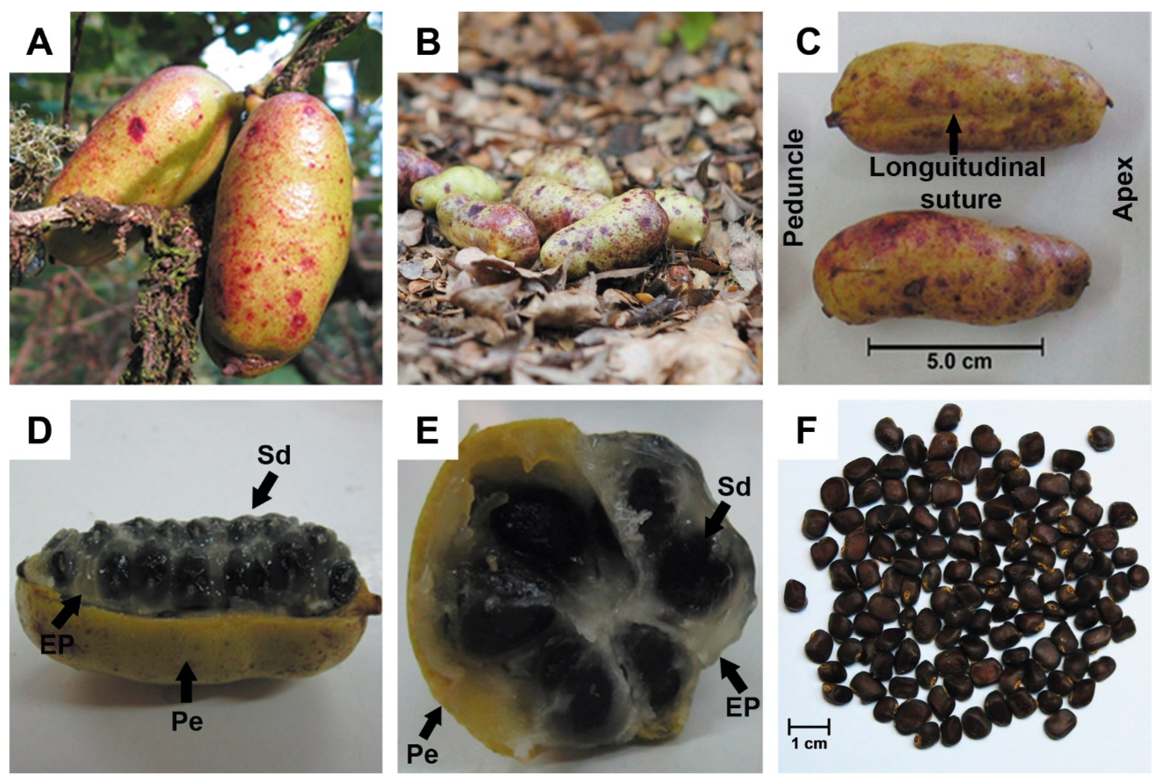 Plants 14 03126 g002 Plants 14 03126 g002