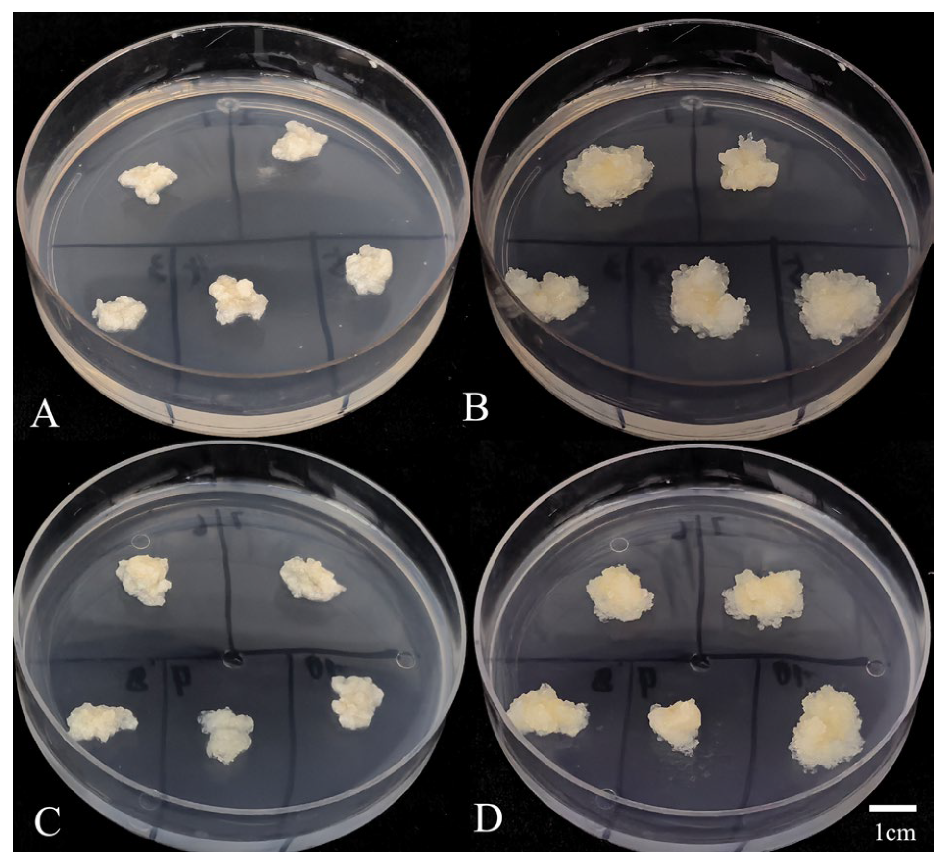 Plants 14 03127 g003 Plants 14 03127 g003