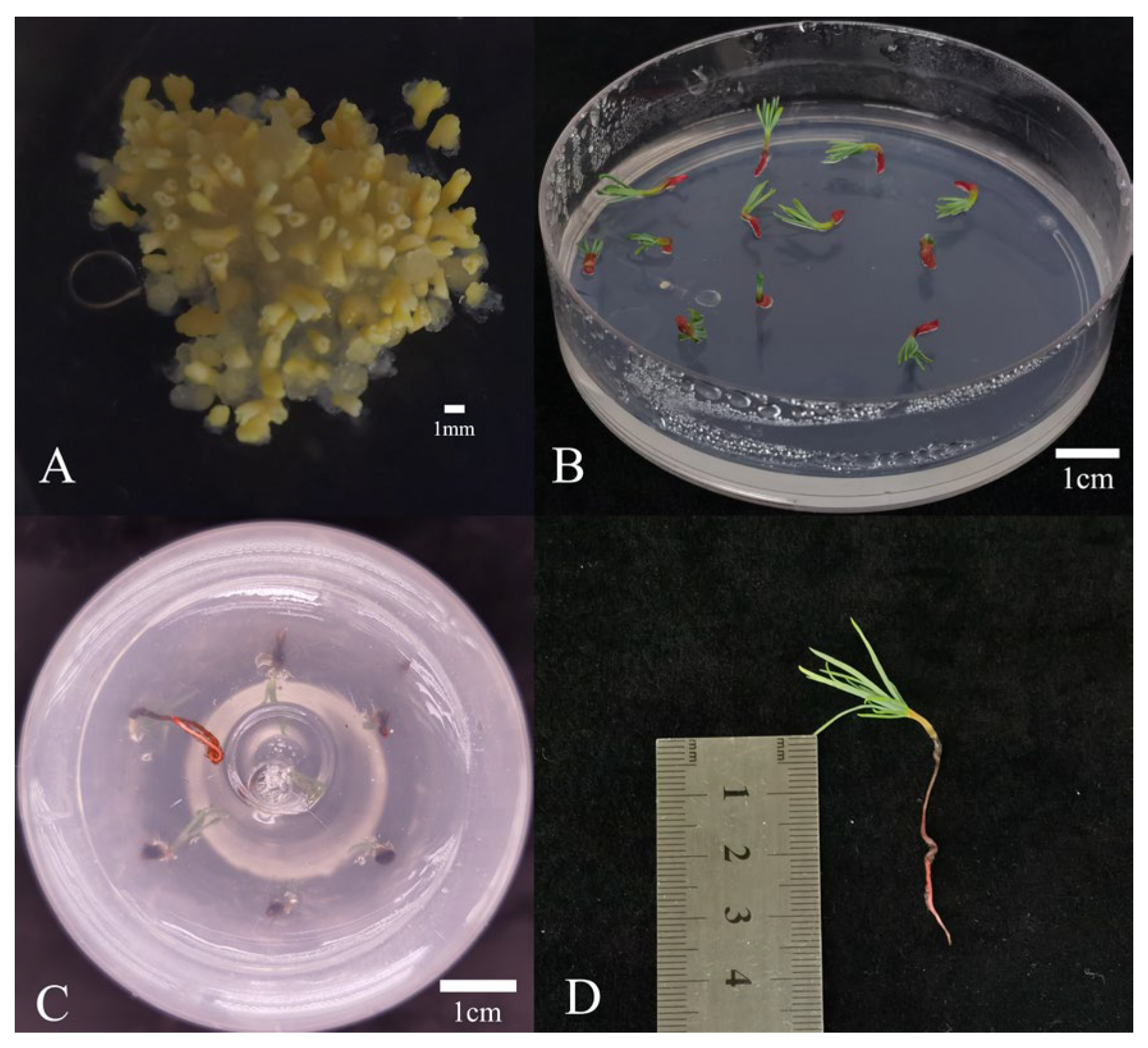 Plants 14 03127 g005 Plants 14 03127 g005