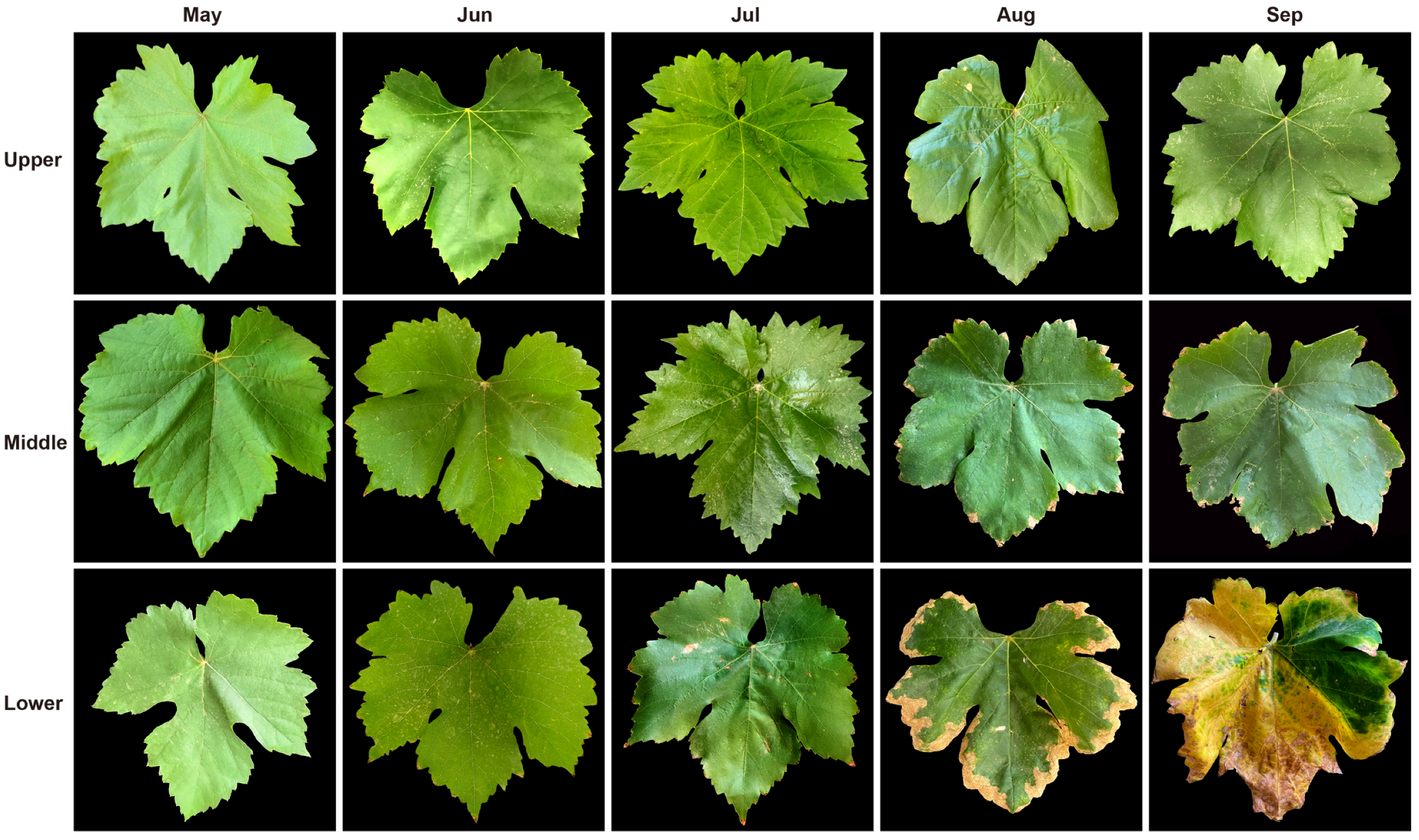 Plants 14 03142 g002 Plants 14 03142 g002