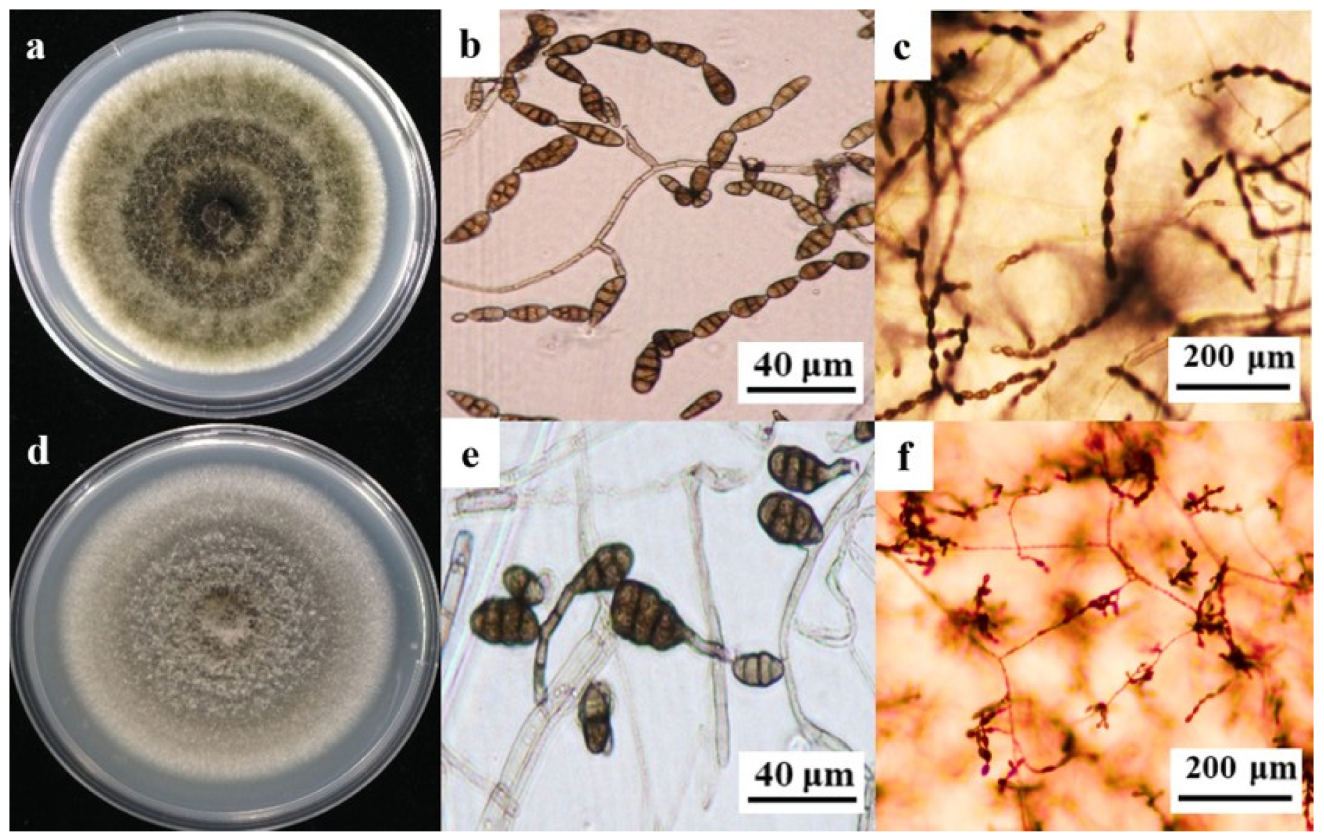 Plants 14 03146 g001 Plants 14 03146 g001