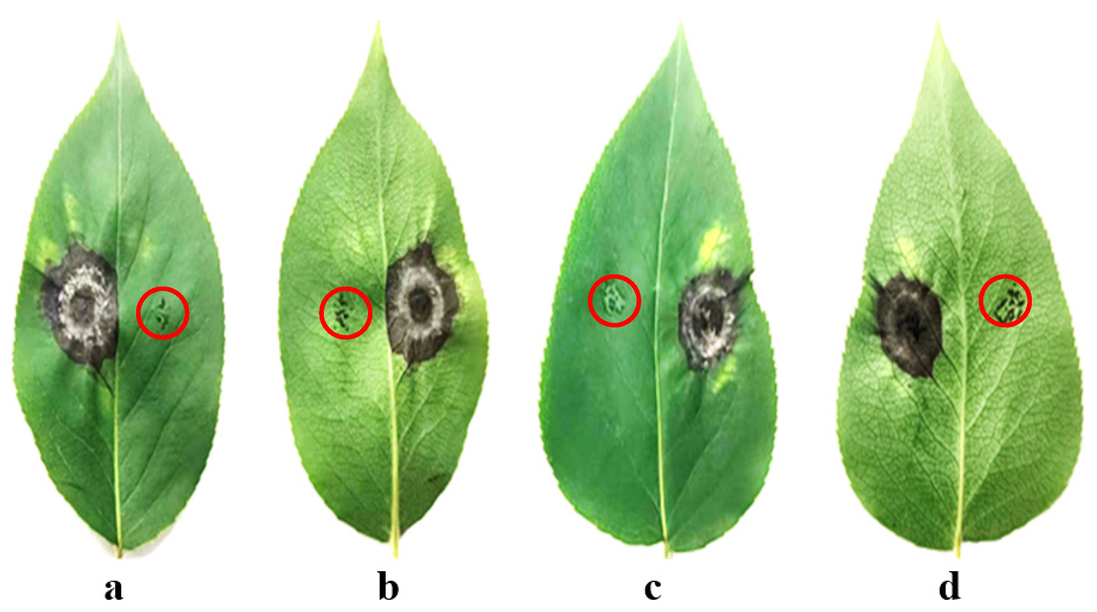 Plants 14 03146 g004 Plants 14 03146 g004