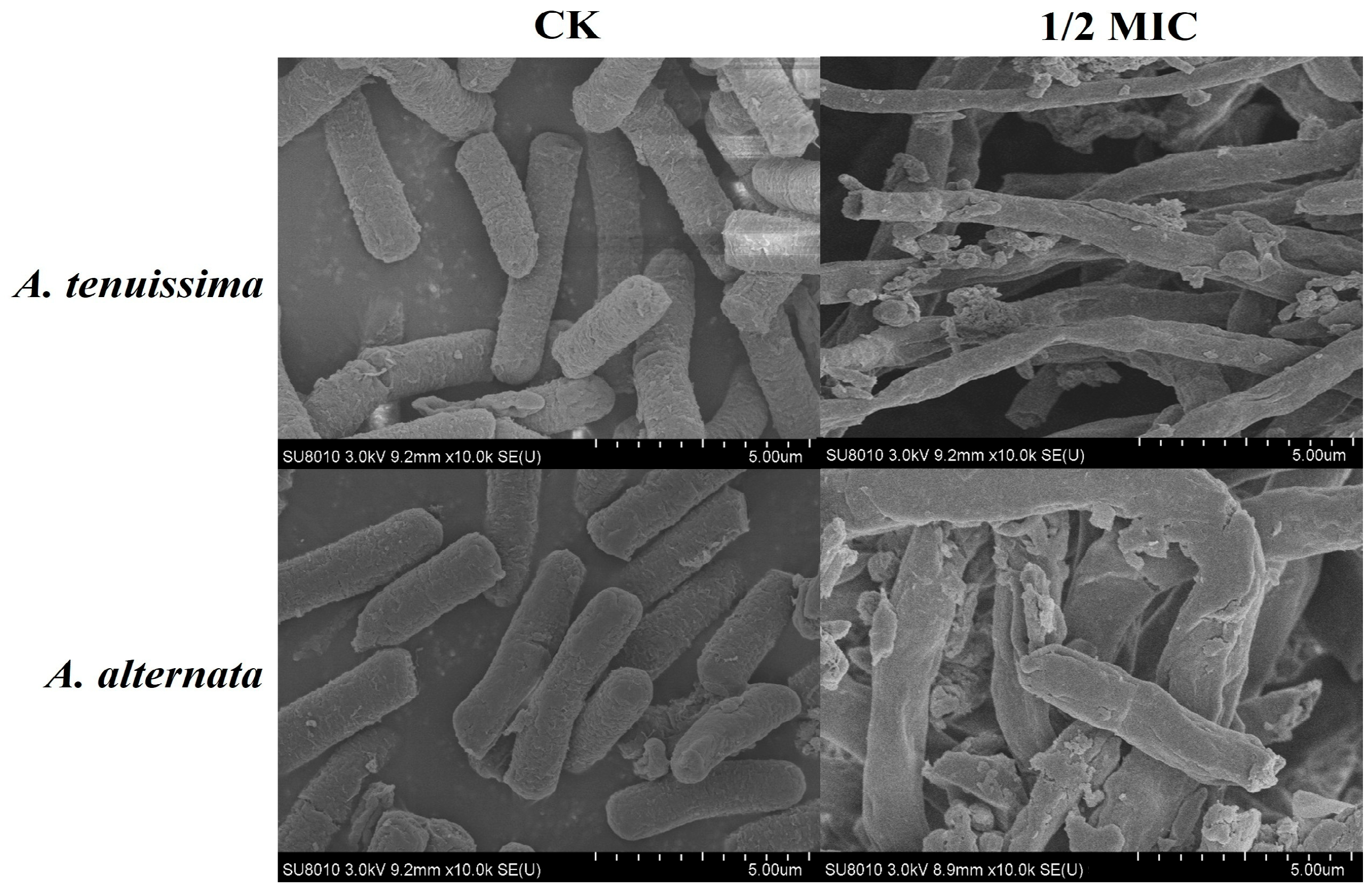 Plants 14 03146 g006 Plants 14 03146 g006