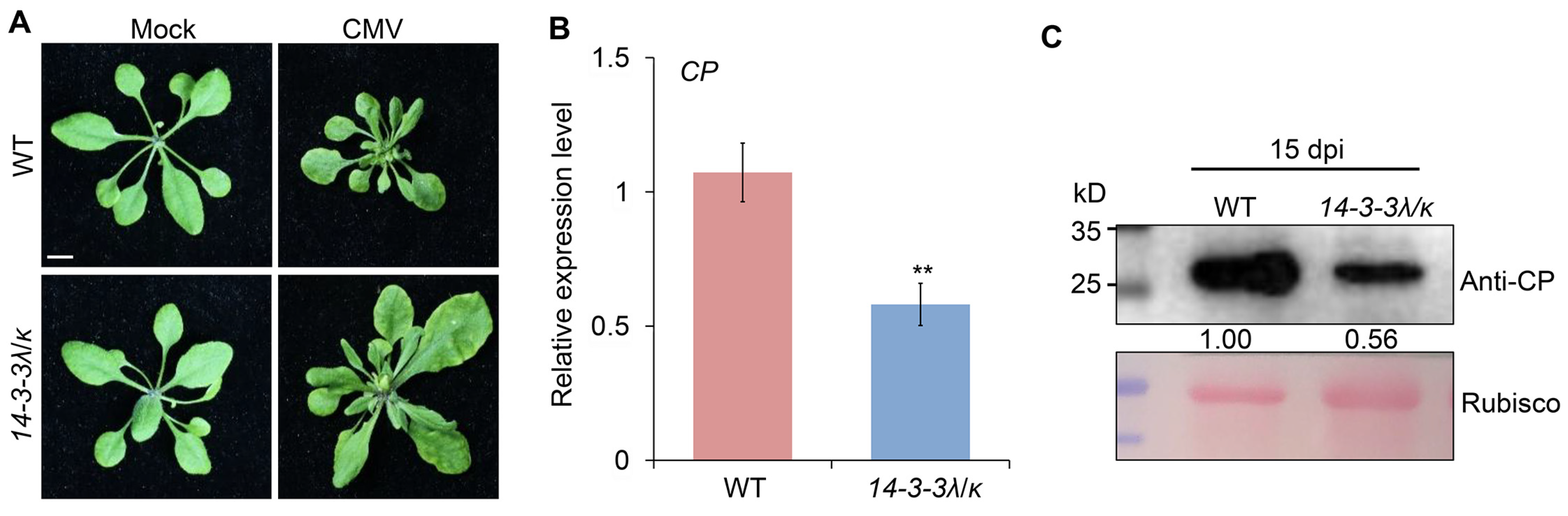 Plants 14 03147 g001 Plants 14 03147 g001