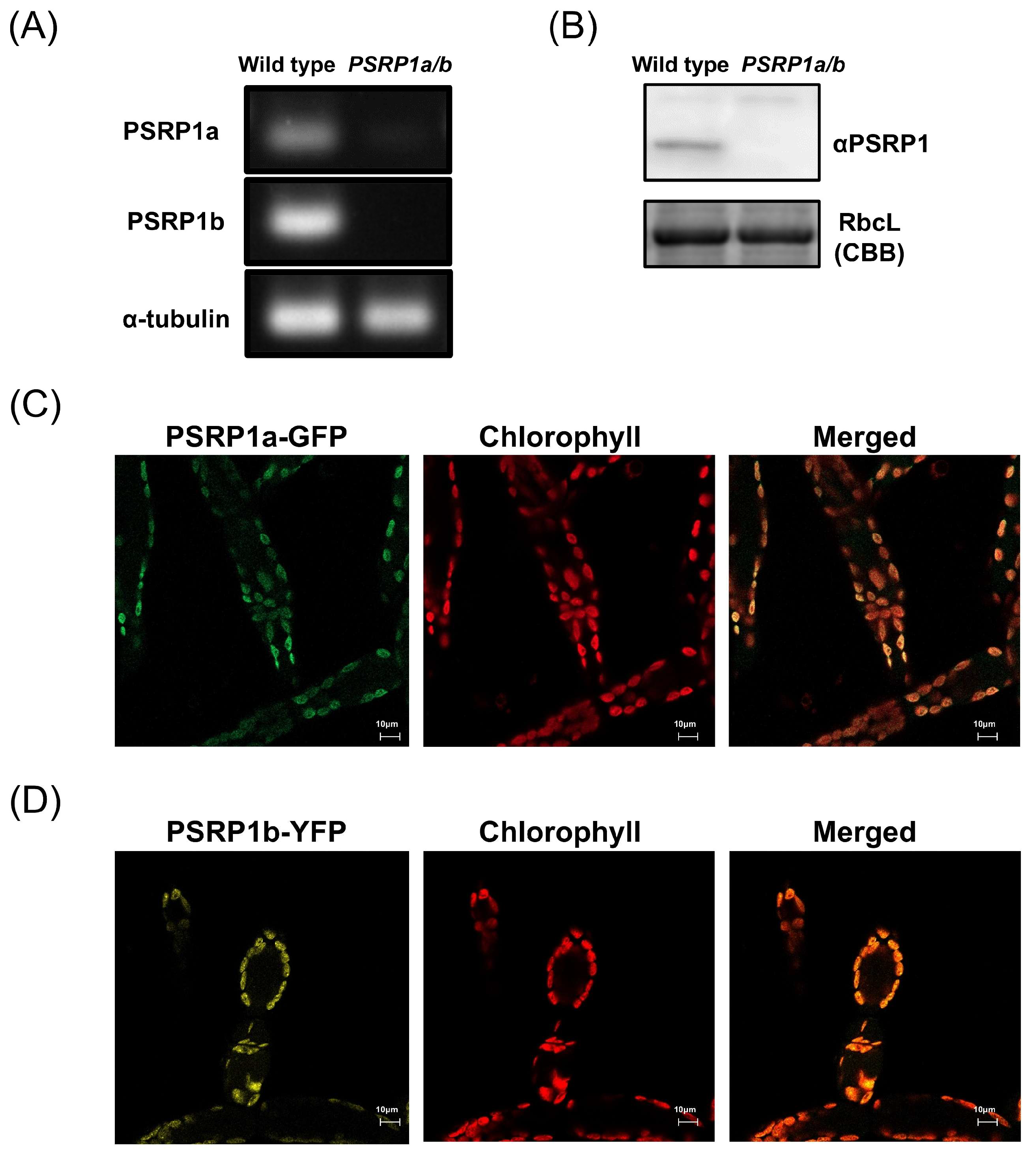 Plants 14 03155 g001 Plants 14 03155 g001