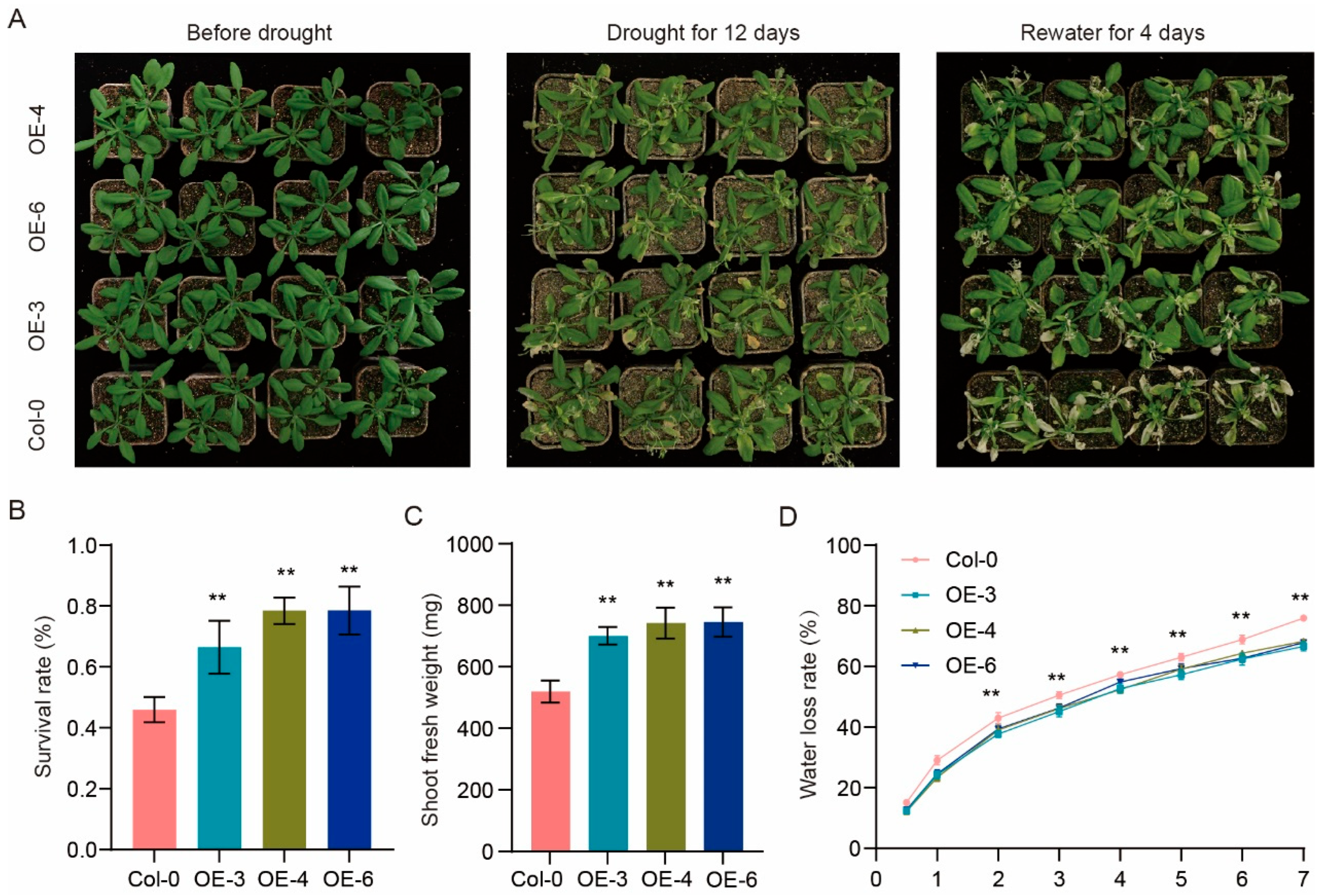 Plants 14 03167 g009 Plants 14 03167 g009