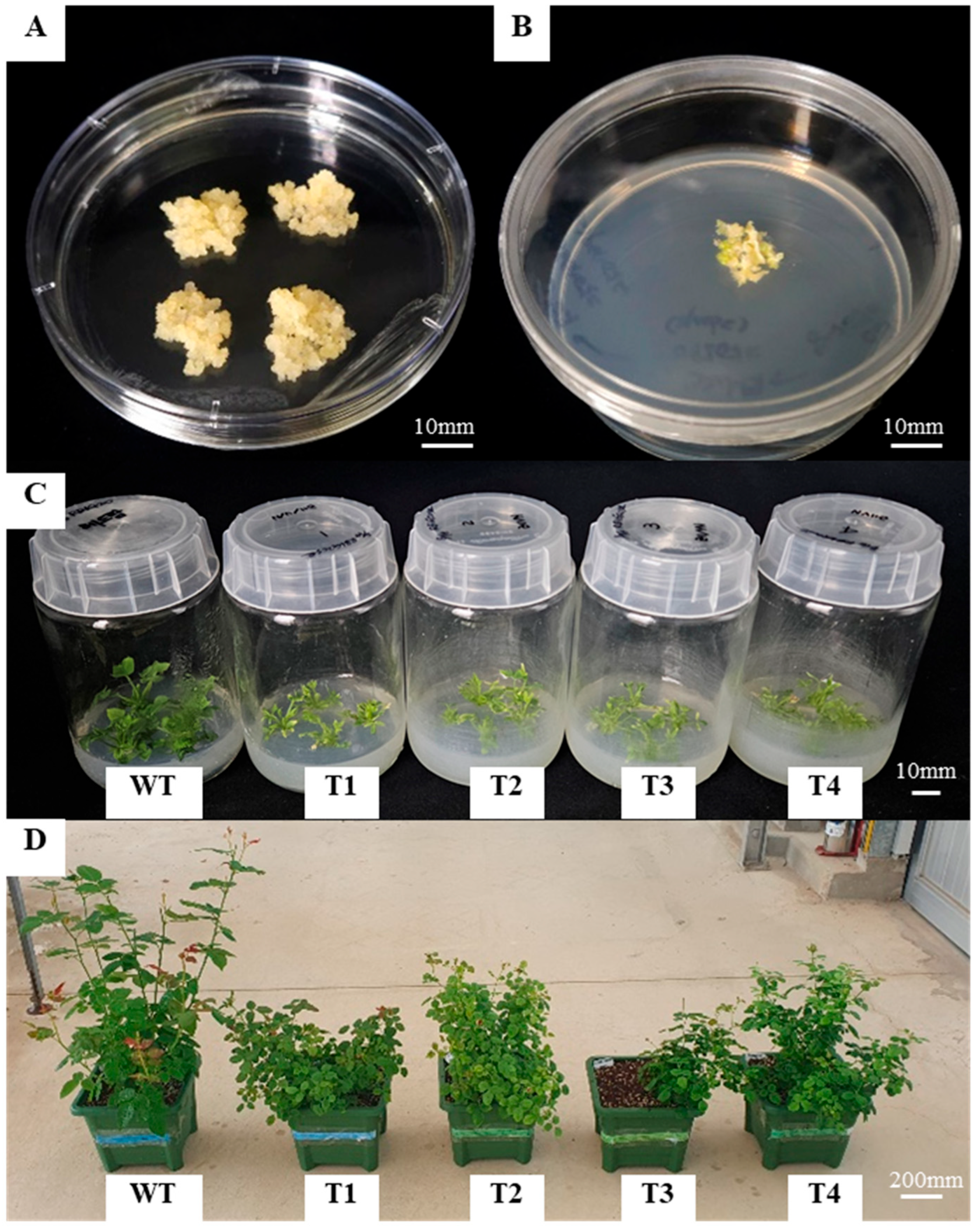 Plants 14 03185 g005 Plants 14 03185 g005