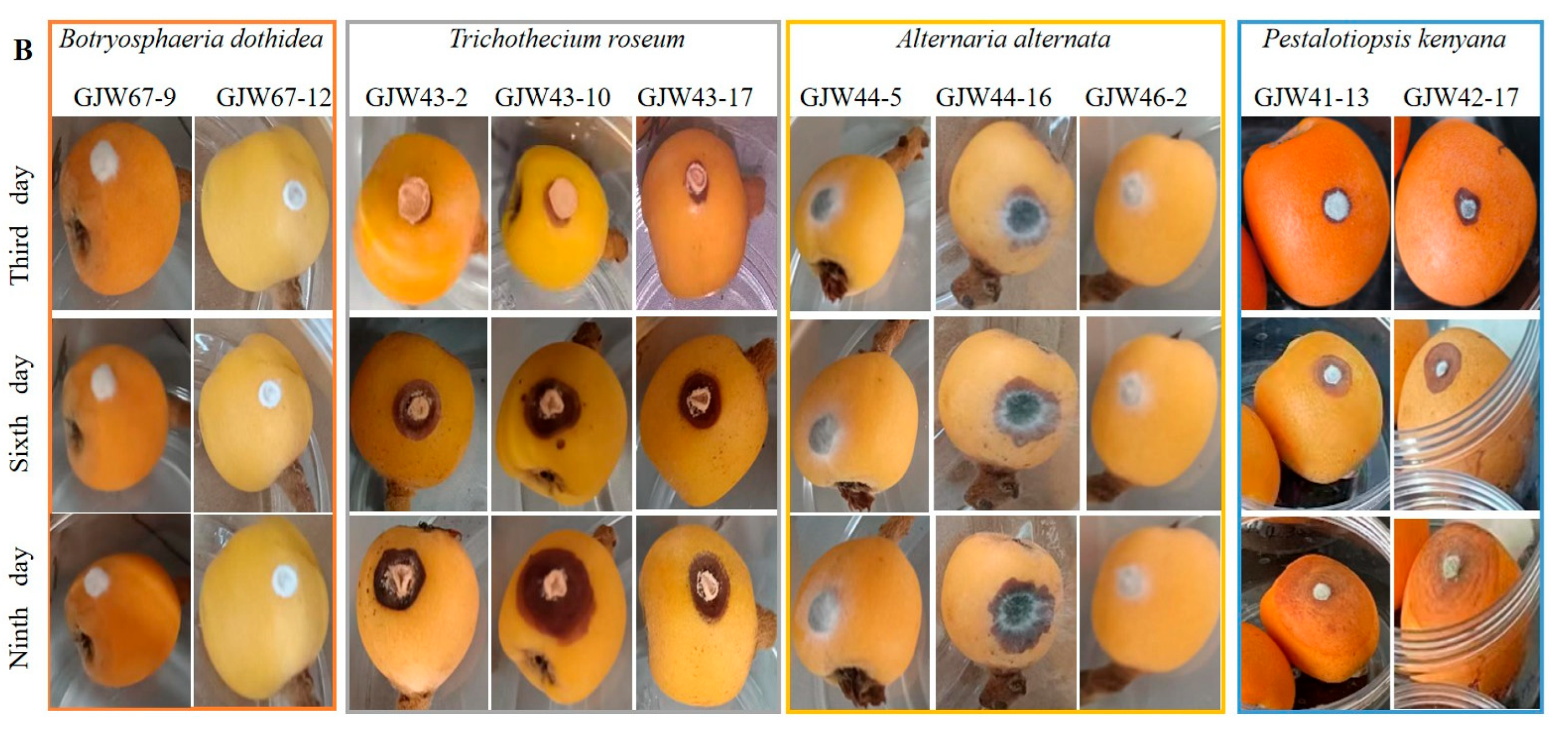 Plants 14 03201 g004b Plants 14 03201 g004b