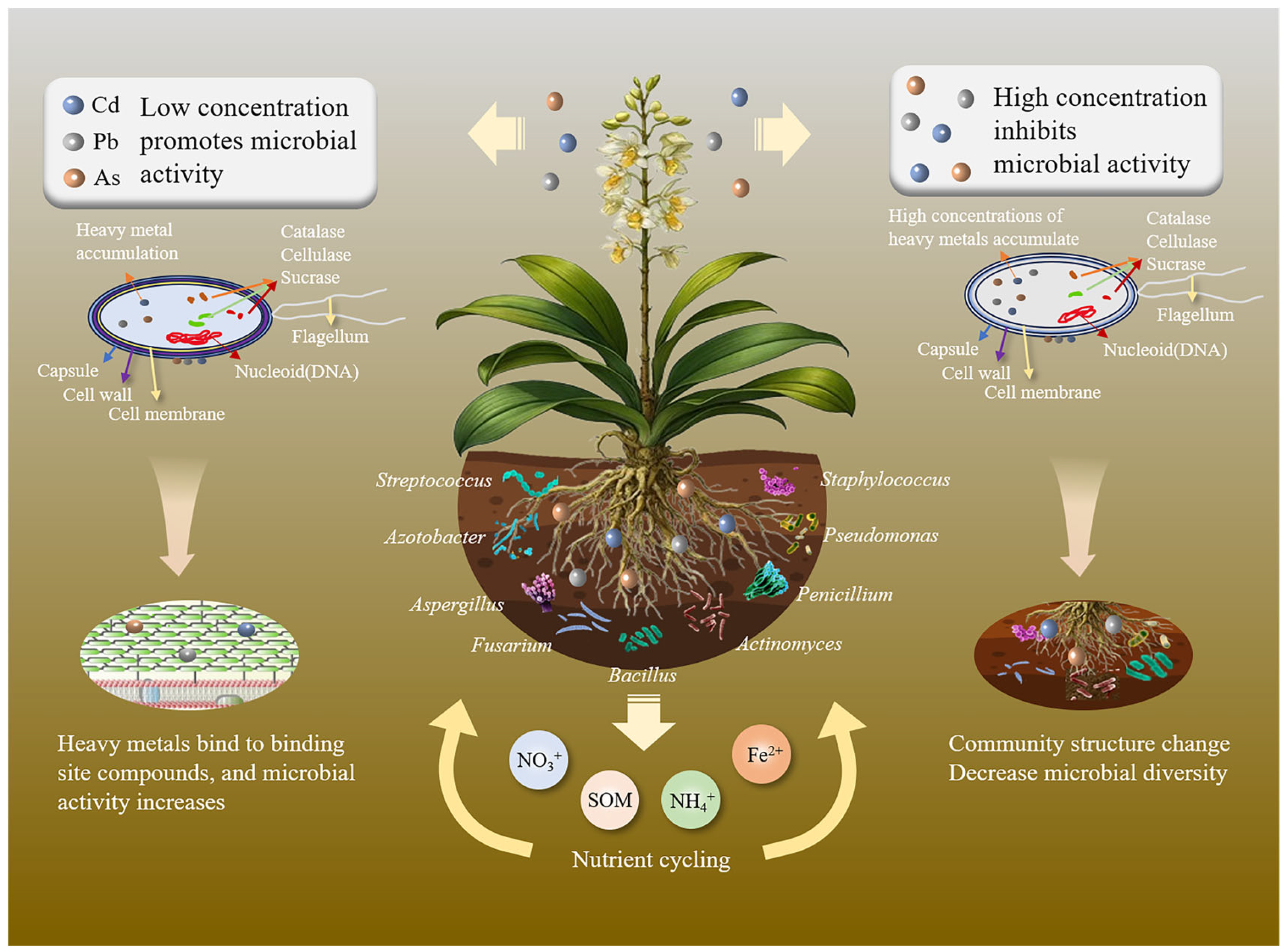 Plants 14 03214 g002 Plants 14 03214 g002