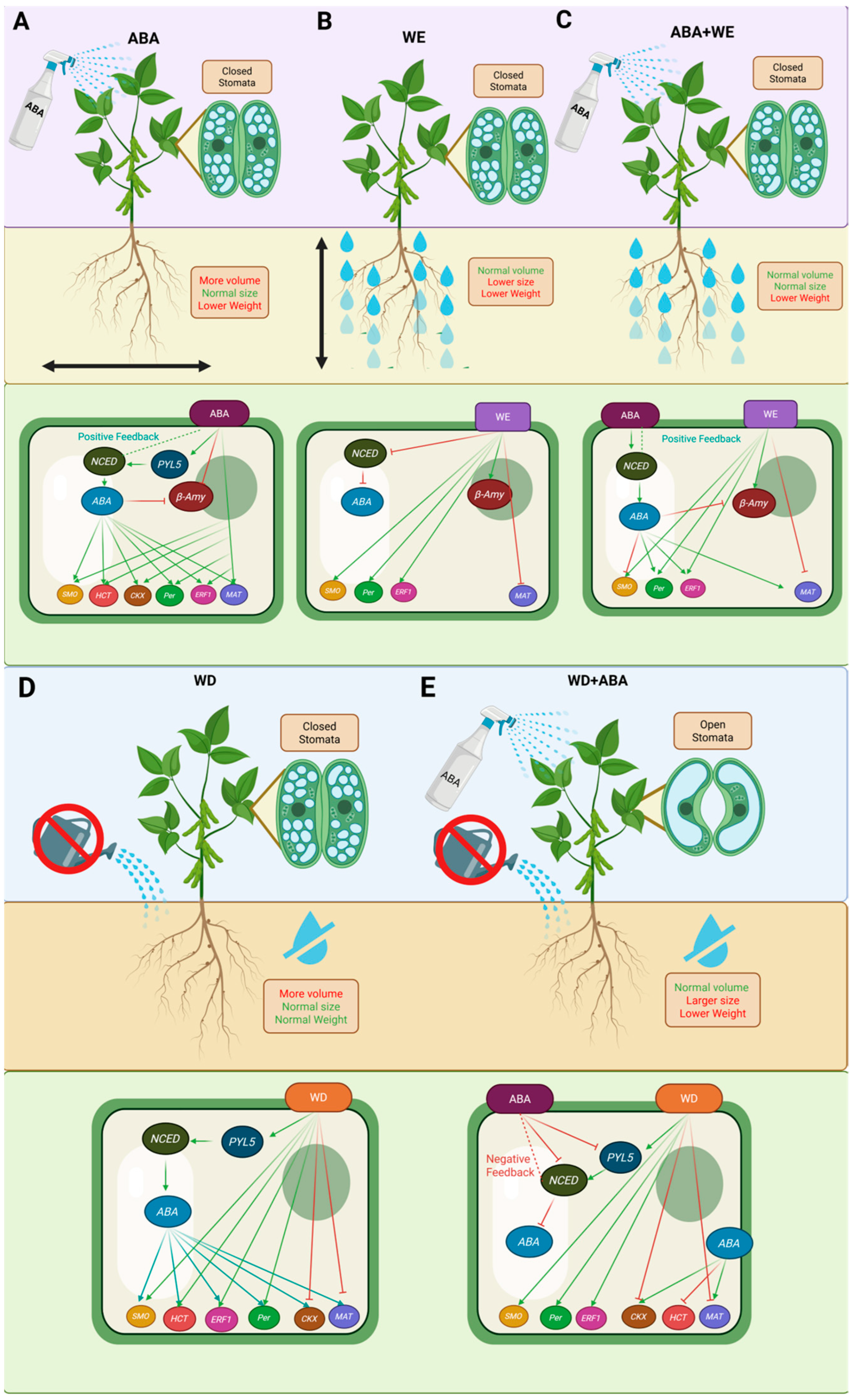 Plants 14 03245 g008 Plants 14 03245 g008